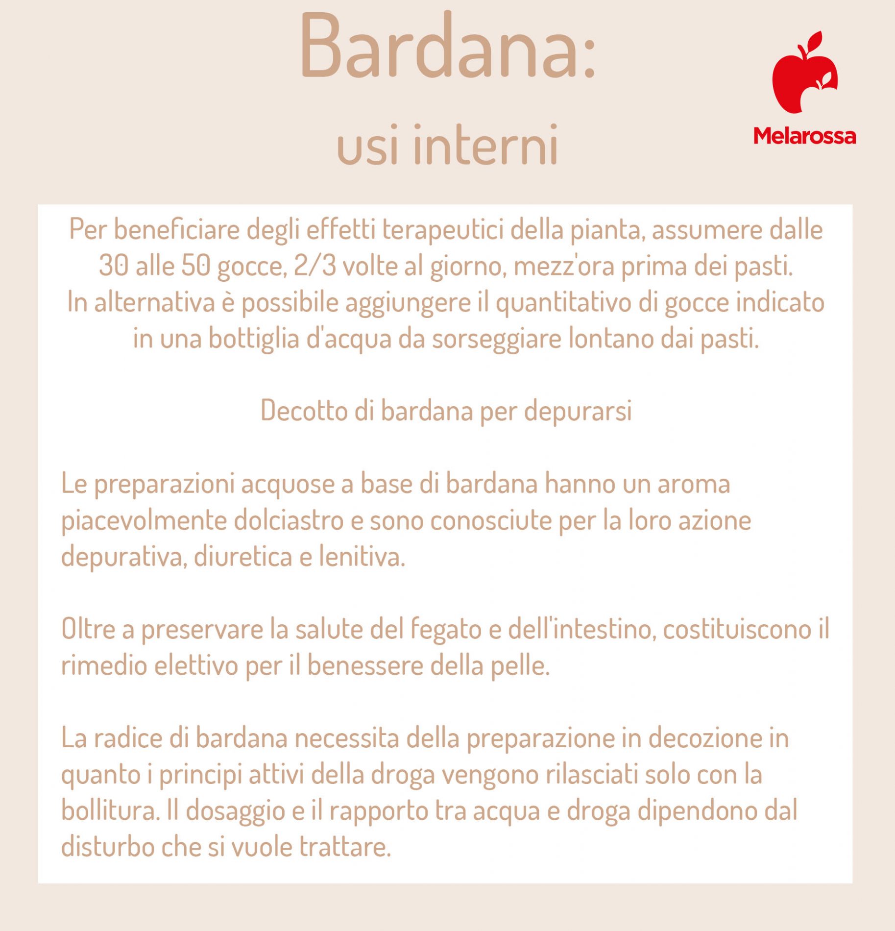 Bardana: che cos'è, proprietà, benefici, usi, posologia e controindicazioni della pianta 4 usi interni della bardana