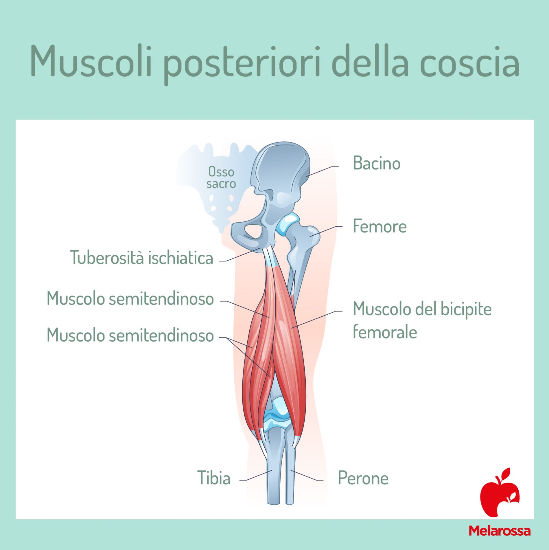 Leg curl: che cos'è, tecnica, varianti, benefici, muscoli coinvolti ed errori da evitare 2 leg curl: muscoli posteriori della coscia