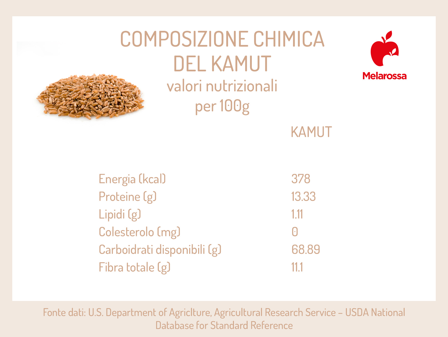 Kamut: che cos'è, proprietà, benefici, come cuocere i chicchi, ricette e usi in cucina del grano Khorasan 1 composizione chimica e calorie del kamut