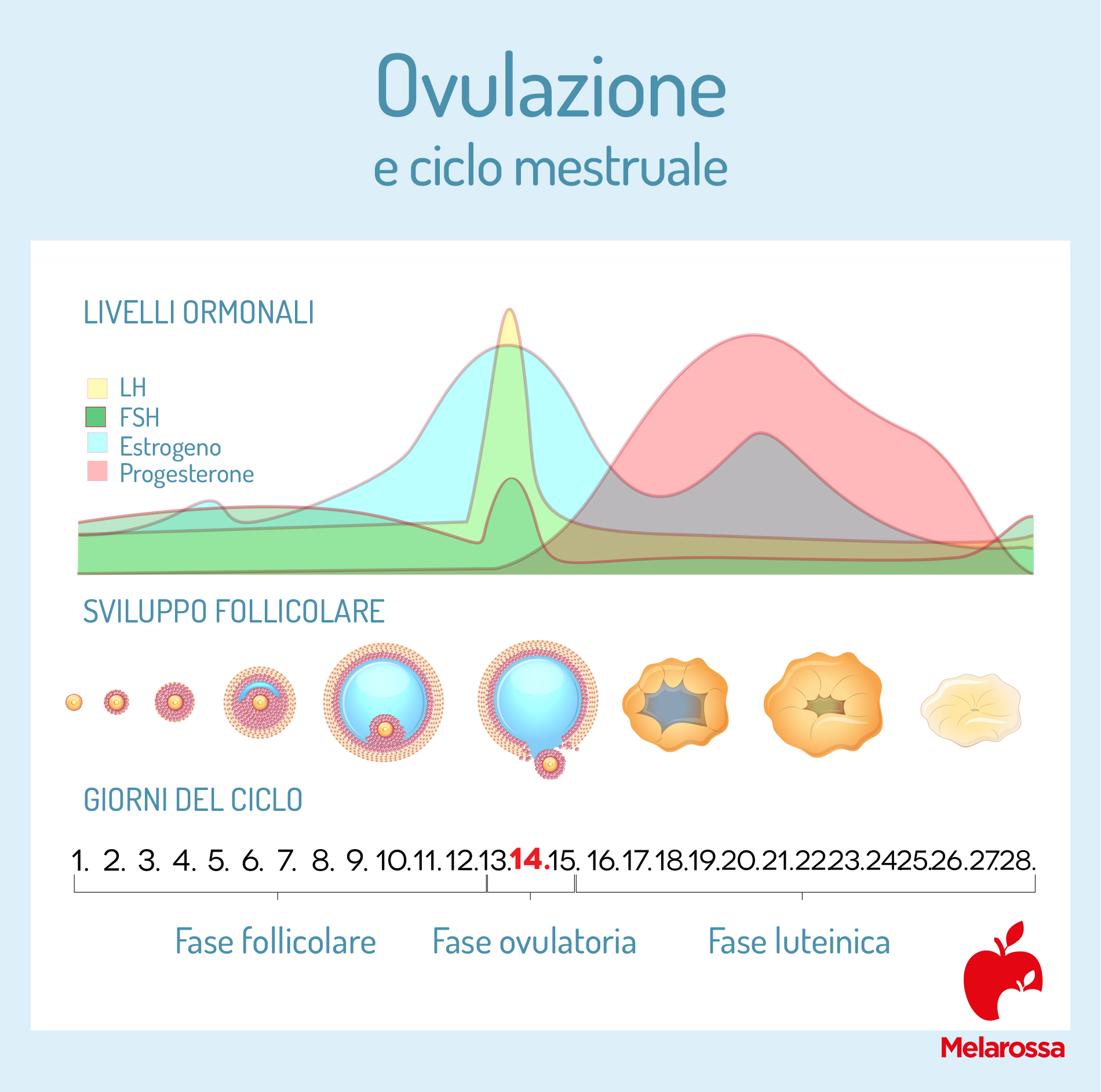Ovulazione: che cos'è, come funziona, sintomi, giorni per cercare una gravidanza, fasi 1 ovulazione e ciclo mestruale: quando avviene