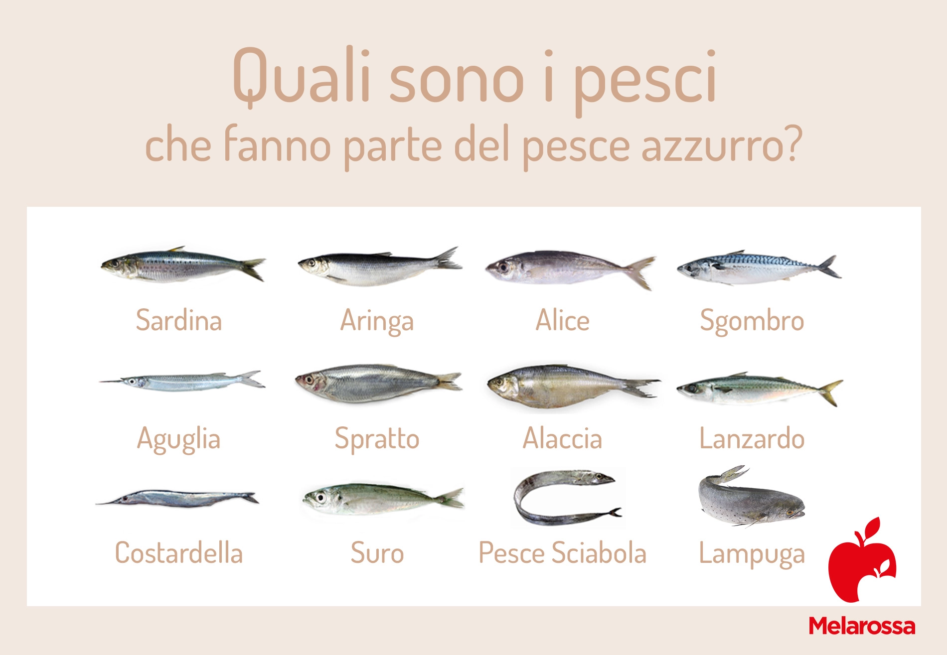 Pesce azzurro: elenco, proprietà e benefici, ricette 1 grafica con elenco di tutte le spezie che fanno parte del pesce azzurro