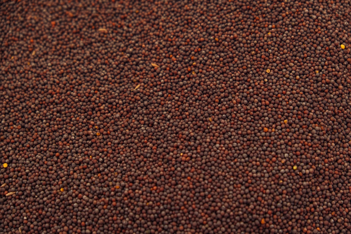 Pimento o pepe della Giamaica: cos' è, proprietà, benefici e usi 4 botanica del pimento