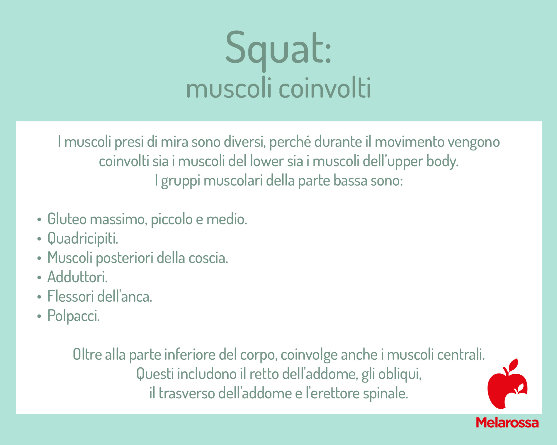 Squat: che cos'è, muscoli coinvolti e come eseguirlo correttamente 3 Grafica che elenca i muscoli coinvolti durante lo squat