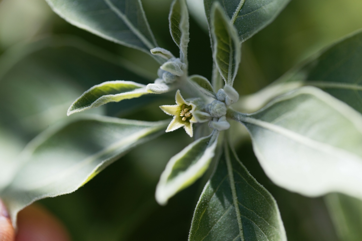 Ashwagandha: proprietà, benefici e usi 9 ashwagandha : botanica