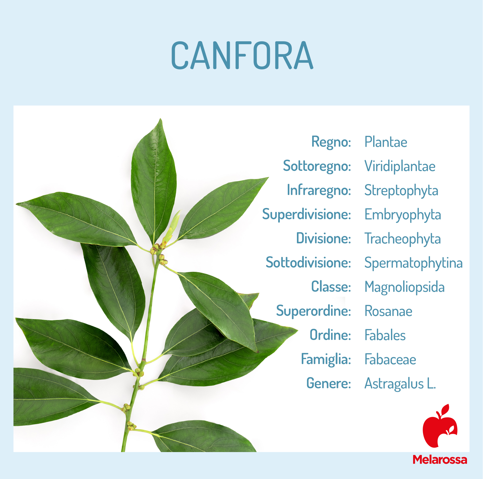 Canfora: che cos'è, proprietà, benefici, usi e controindicazioni 7 canfora: che cos'è