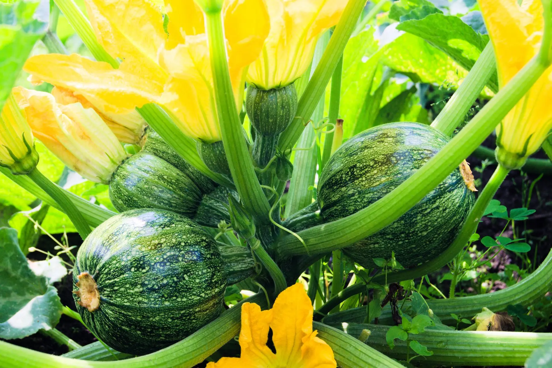 Zucchina: proprietà, benefici, valori nutrizionali e le migliori ricette 13 varietà di zucchine