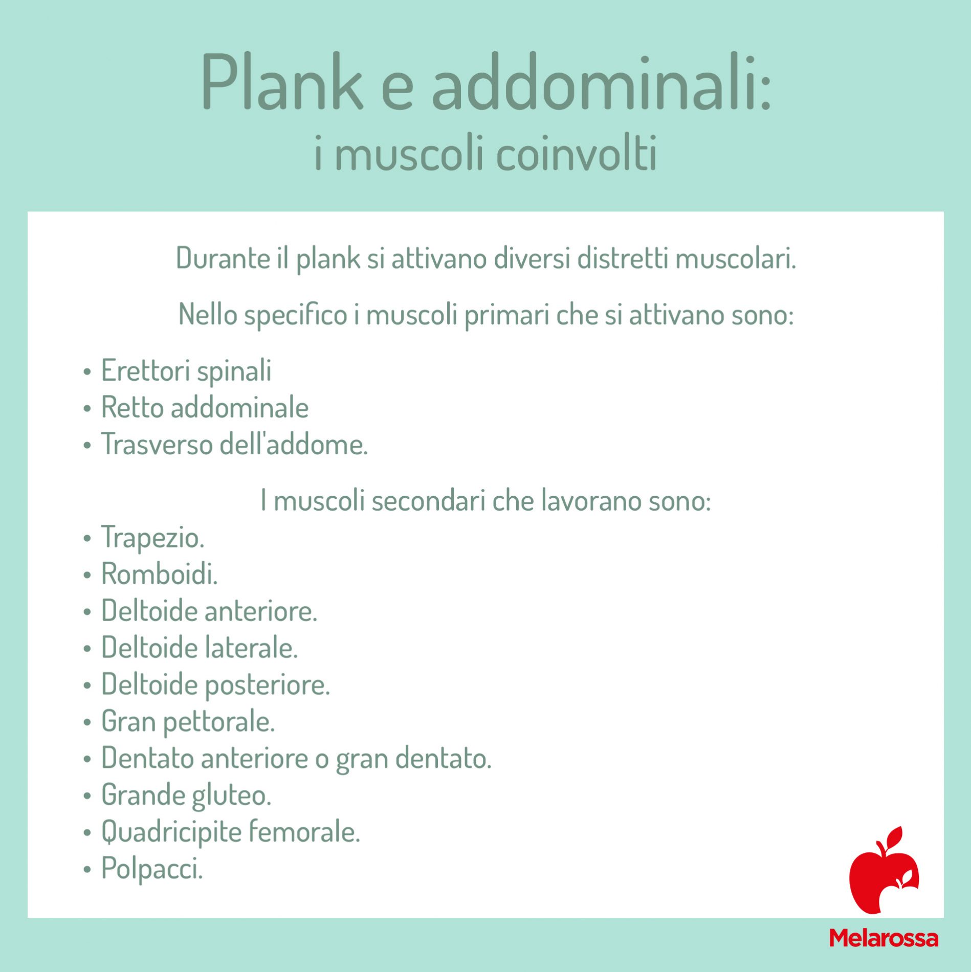 Plank: che cos'è, come farlo bene, muscoli coinvolti, varianti e benefici 1 plank muscoli coinvolti