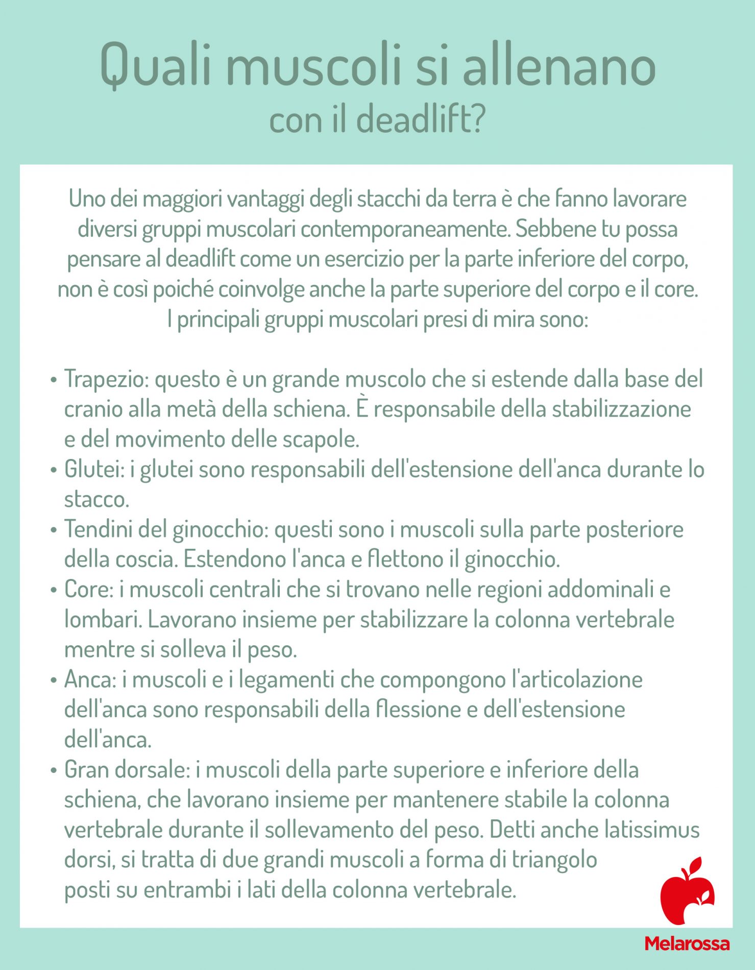 Deadlift o stacco da terra: che cos'è, come si esegue, muscoli coinvolti, benefici, controindicazioni 1 quali muscoli si allenano con i deadlift 1