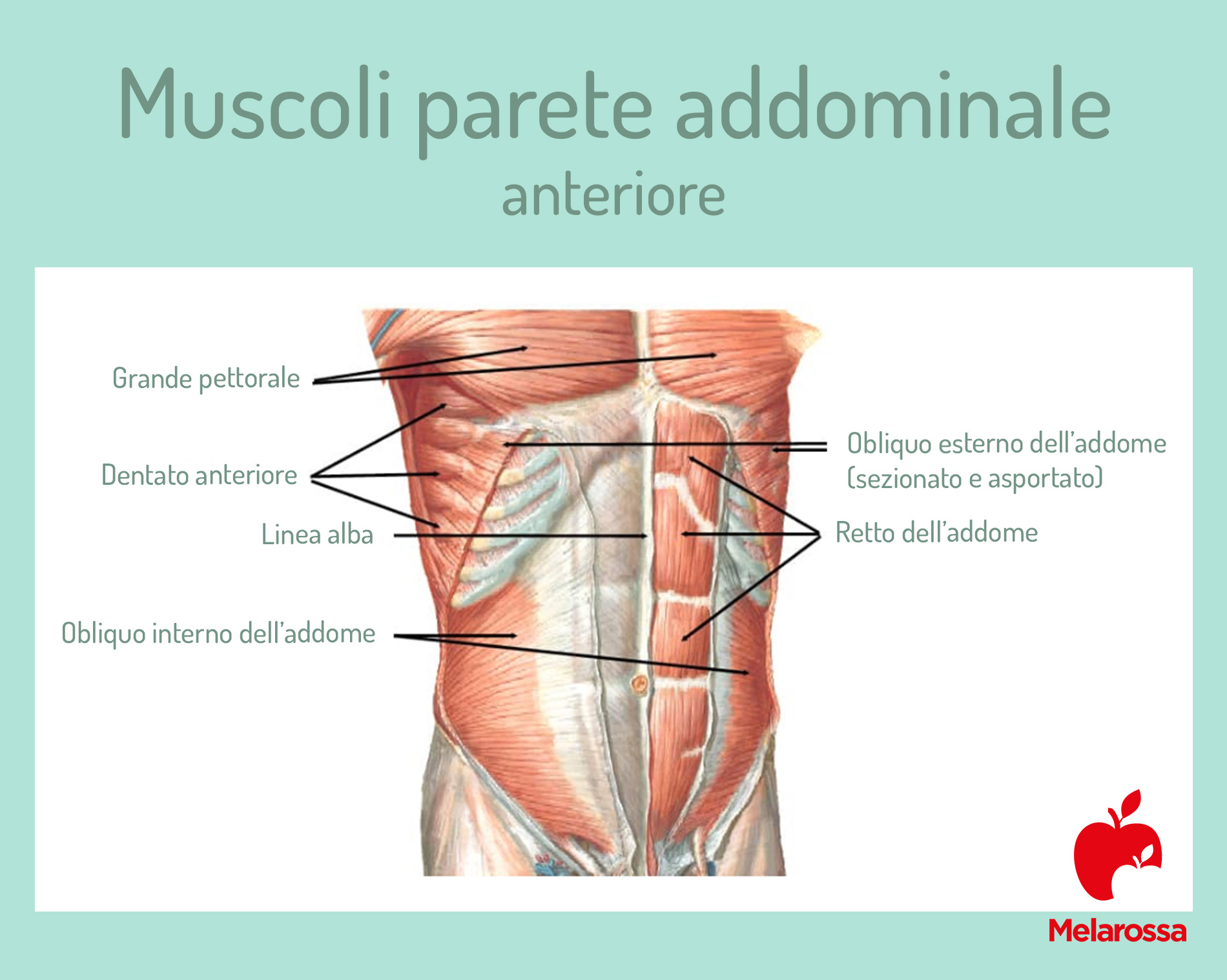 Anatomia addome: scopri tutti muscoli addominali, la loro funzione e come allenarli 1 anatomia addome: muscoli parete anteriore