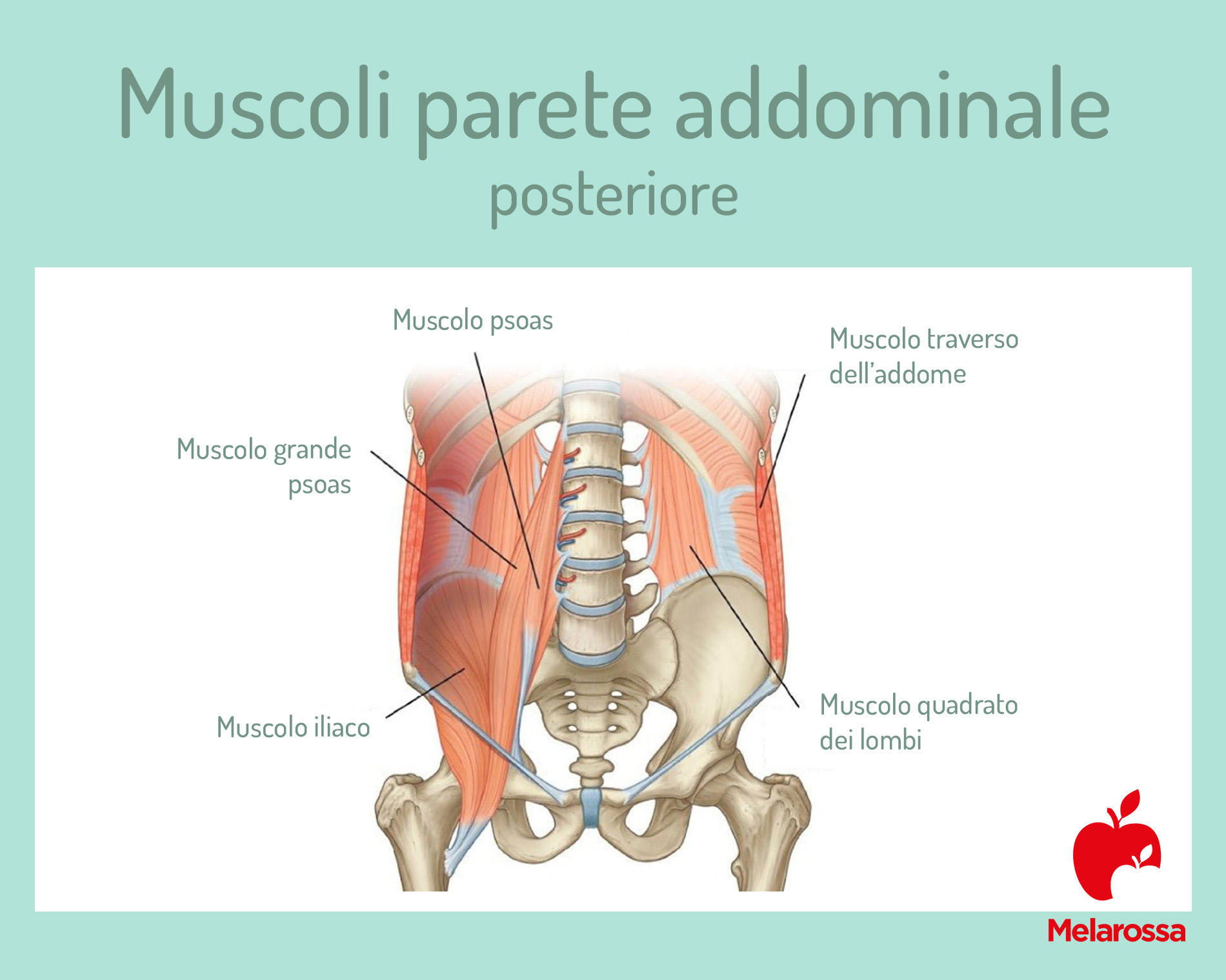 Anatomia addome: scopri tutti muscoli addominali, la loro funzione e come allenarli 4 anatomia addome: muscoli parete posteriore