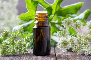 Angelica Archangelica: che cos&rsquo;&egrave;, propriet&agrave;, a cosa serve, benefici della pianta e controindicazioni