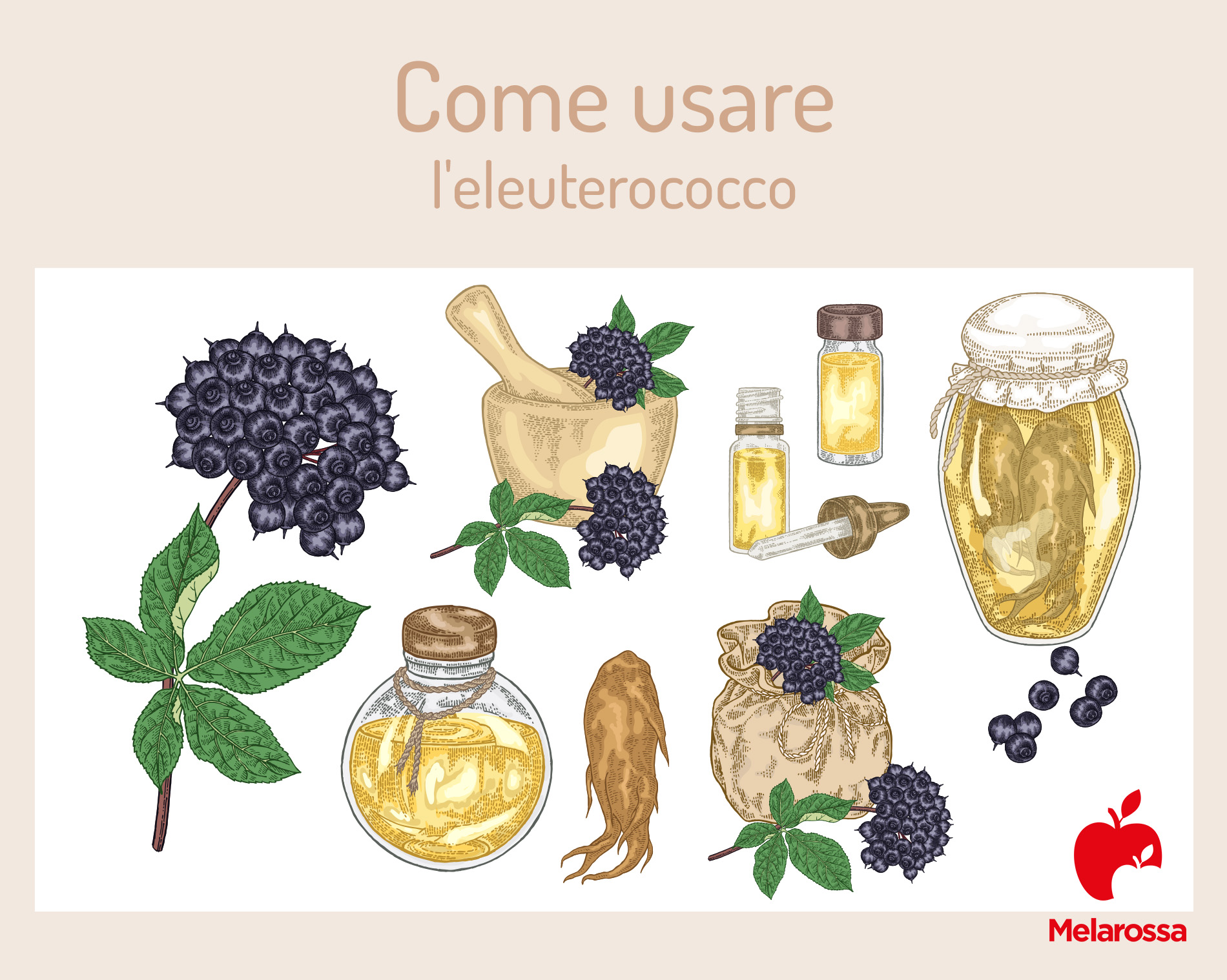 Eleuterococco: il ginseng siberiano tra proprietà, benefici, a cosa serve e controindicazioni 1 eleuterococco: proprietà e benefici