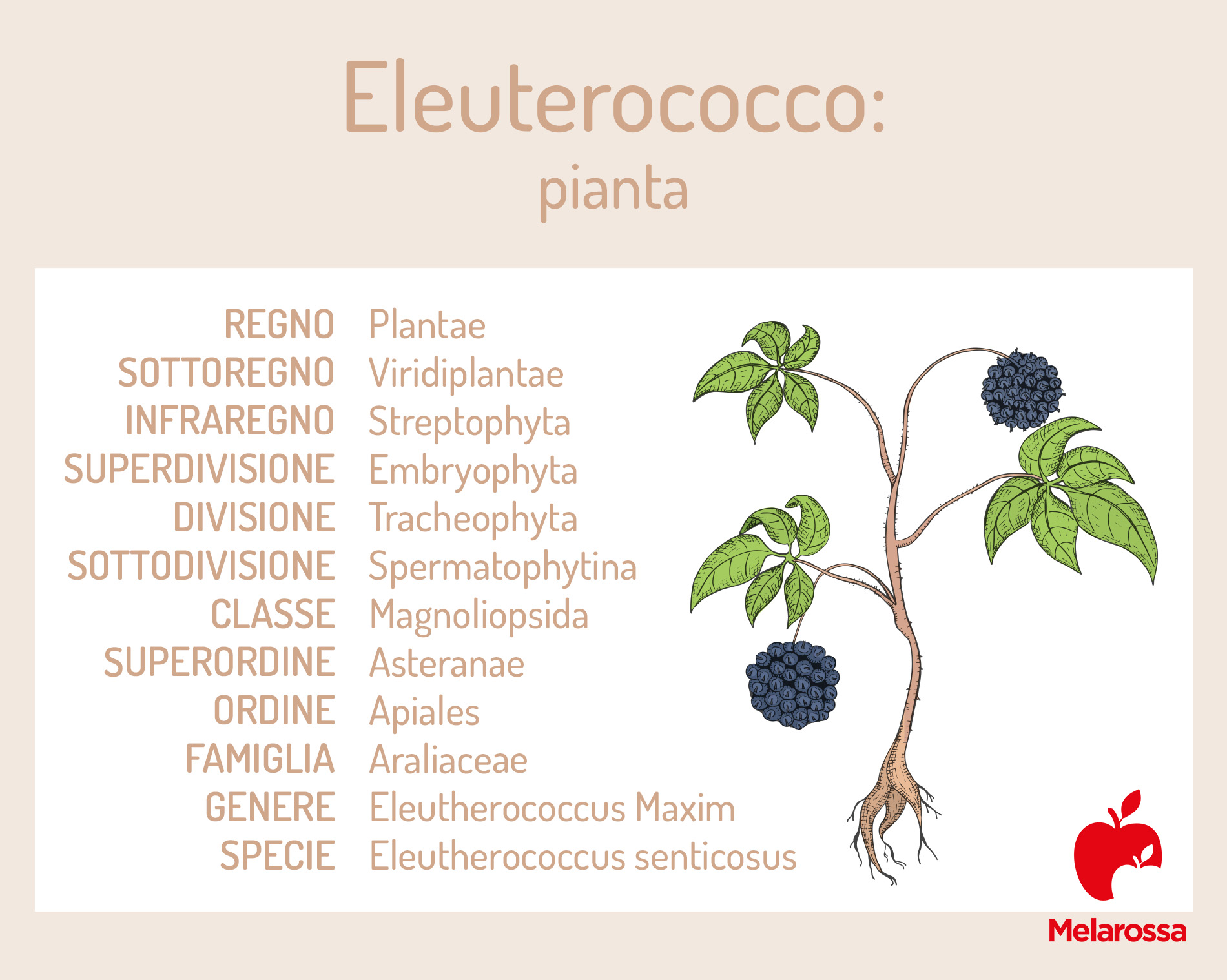 Eleuterococco: il ginseng siberiano tra proprietà, benefici, a cosa serve e controindicazioni 6 eleuterococco: botanica