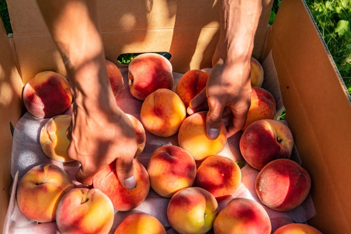 Pesche: proprietà, benefici e ricette per gustarle 10 image 3