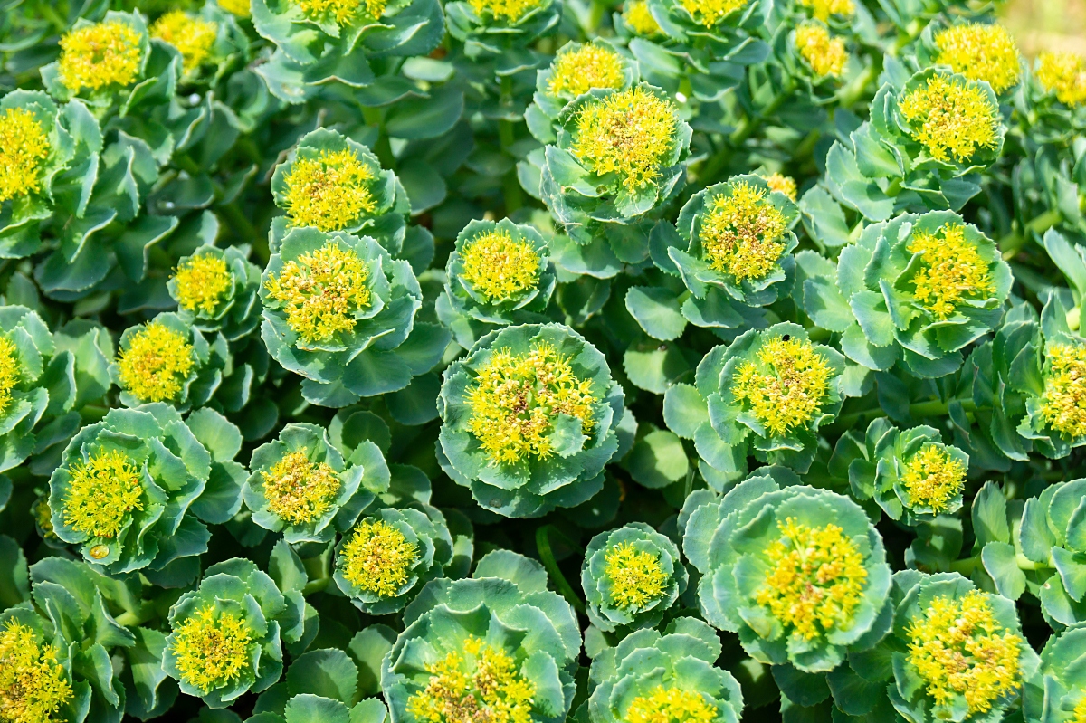 Rodiola: che cos'è, proprietà, benefici, usi 9 robiola: botanica