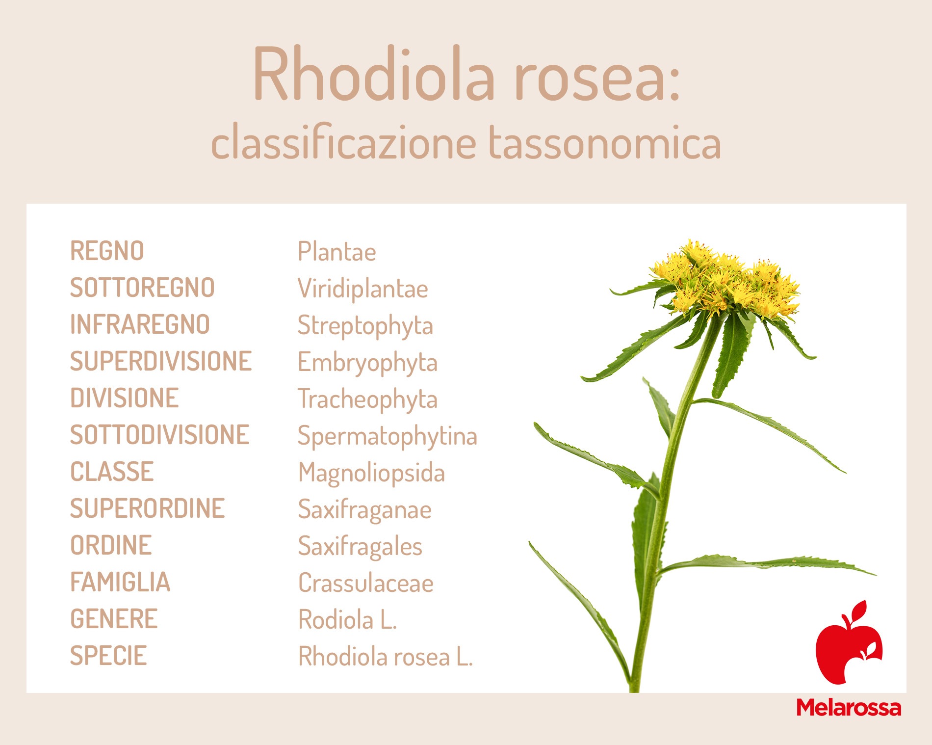Rodiola: che cos'è, proprietà, benefici, usi 1 rodiola: che cos'è