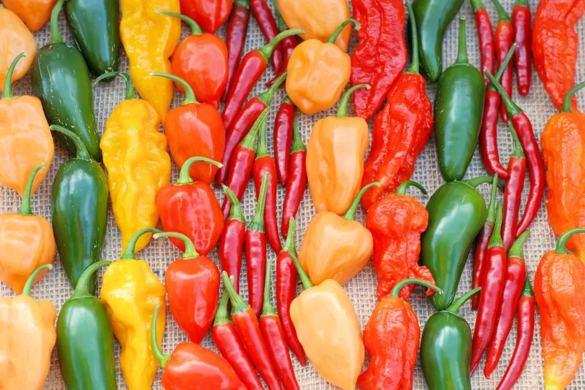 Peperoni: calorie e valori nutrizionali, benefici, come cucinarli e ricette 5 peperoni: varietà