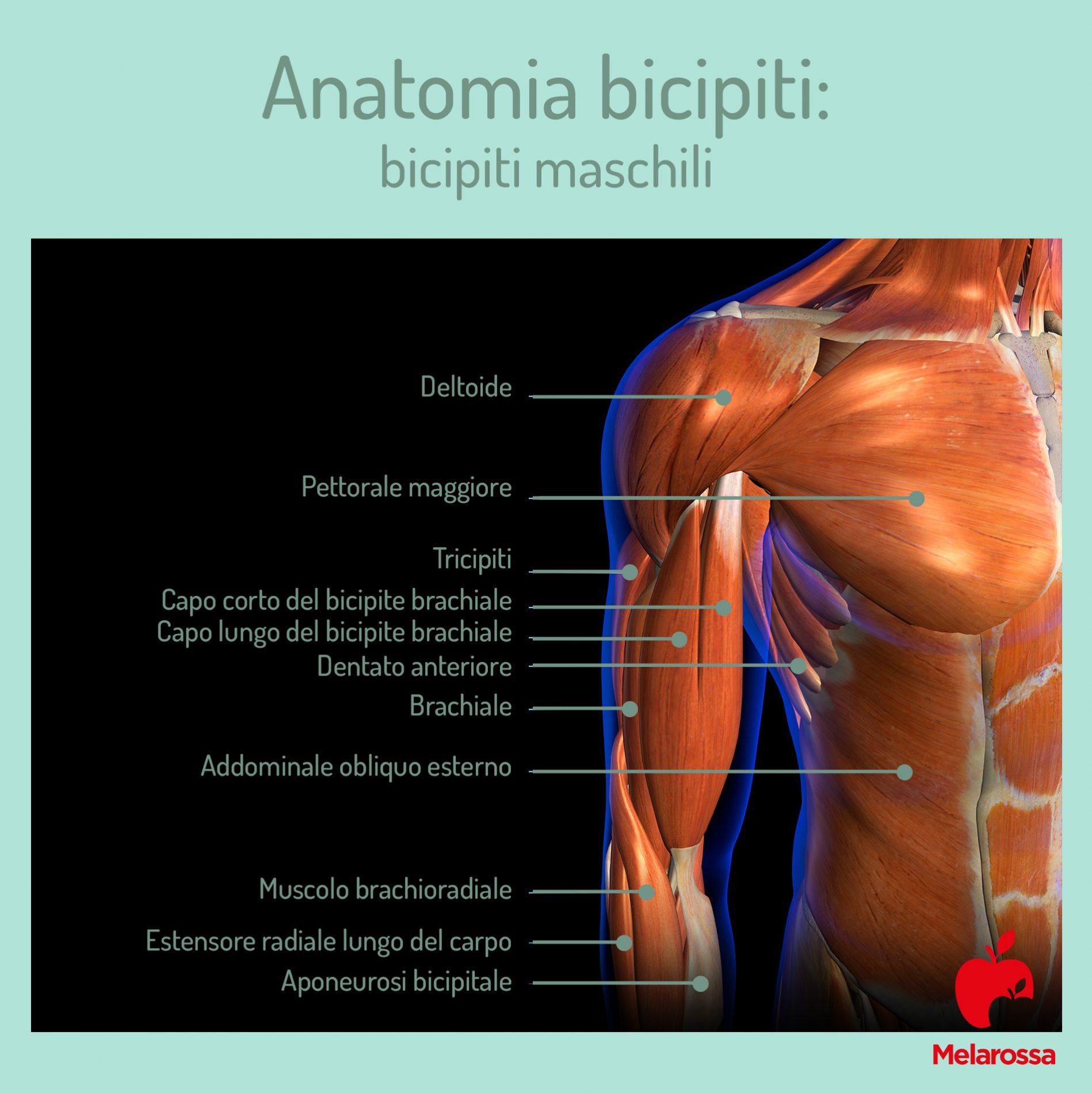 Esercizi bicipiti: i migliori allenamenti per tonificarli 1 anatomia dei bicipiti