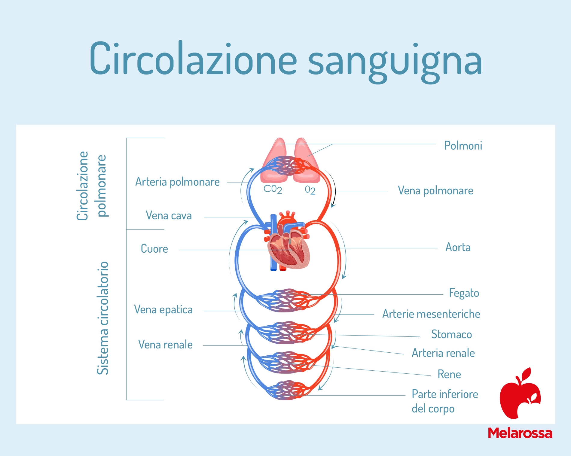 Circolazione sanguigna: cause, sintomi, rimedi naturali e esercizi per combattere la cattiva circolazione 1 circolazione sanguigna