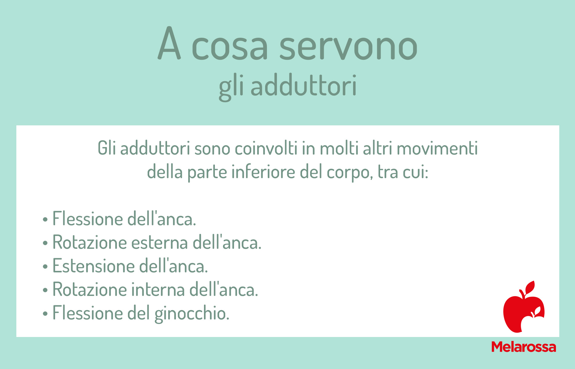 Adduttori: anatomia, a cosa servono, stretching ed esercizi 2 grafica che spiega in quali movimenti sono coinvolti gli adduttori