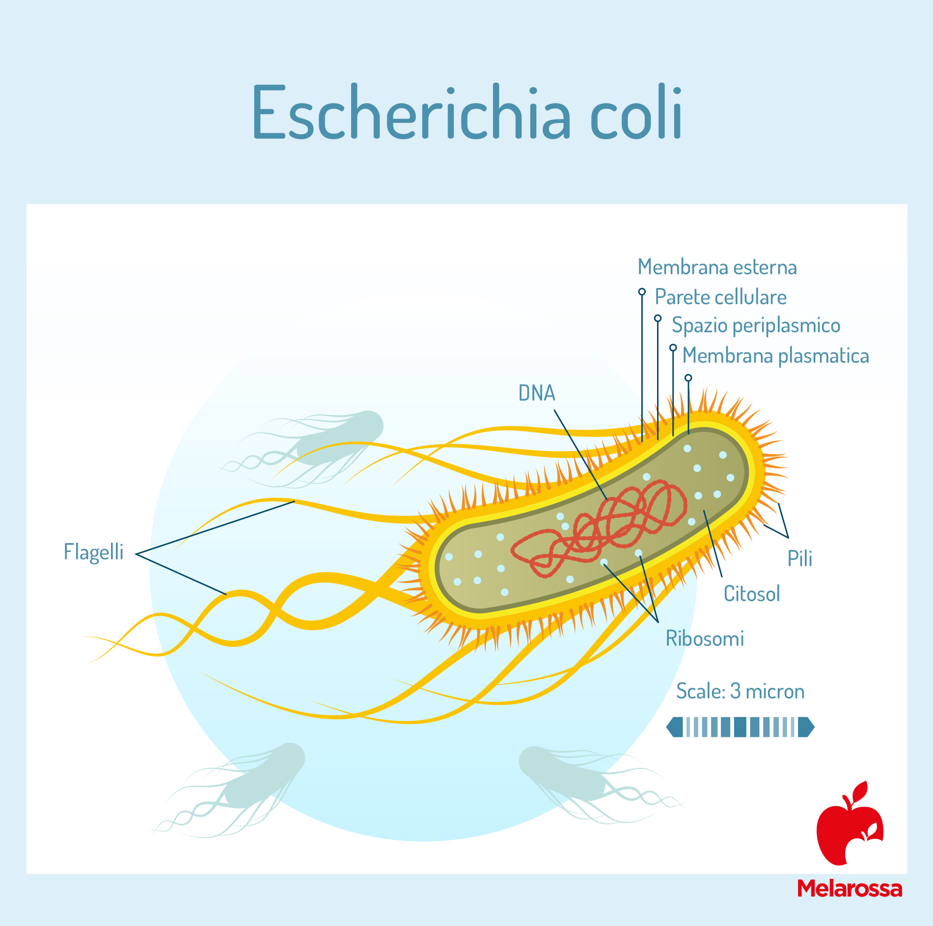 Escherichia coli: cos'è, come si trasmette l'infezione, sintomi, cure e prevenzione 1 escherichia coli: che cos'è
