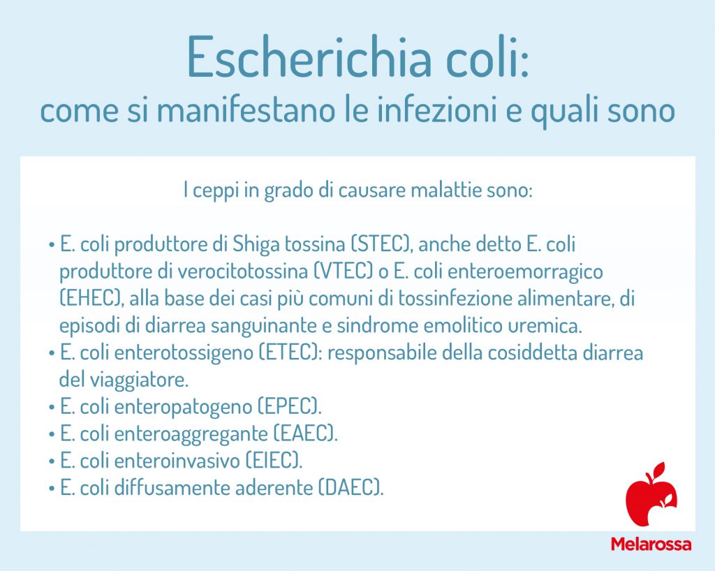 Escherichia coli: cos'è, come si trasmette l'infezione, sintomi, cure e prevenzione 2 escherichia coli come si manifestano le infezioni 1