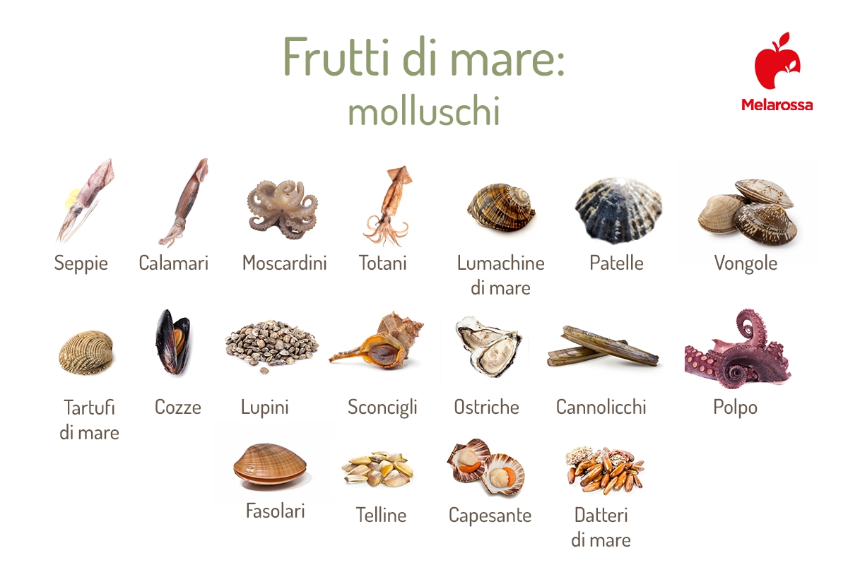 Frutti di mare: quali sono, elenco dei molluschi e dei crostacei 1 frutti di mare: quali sono i molluschi?