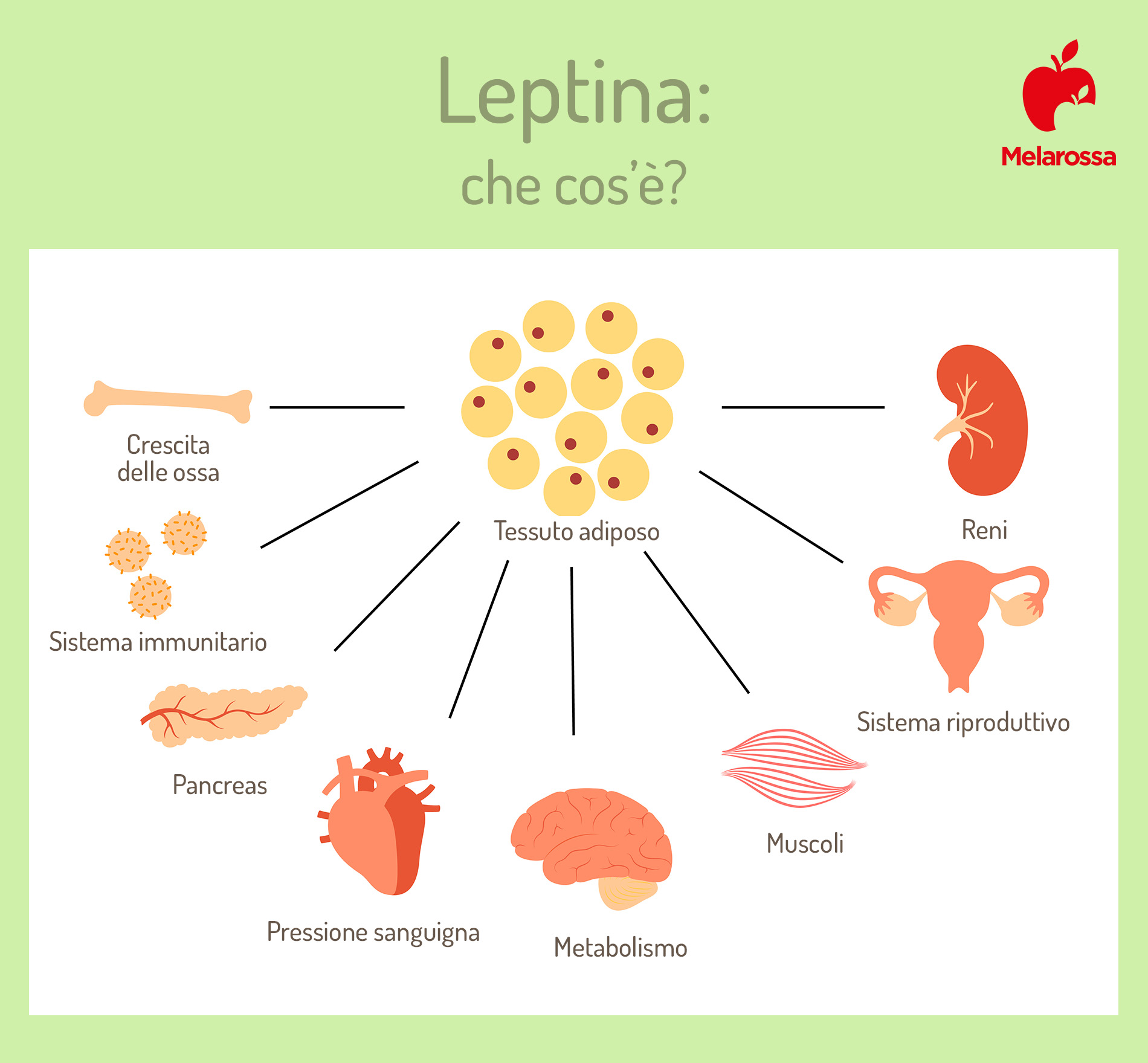 Leptina: che cos'è, legame con fame e obesità, valori normali e come stimolarla 1 che cos'è la leptina?