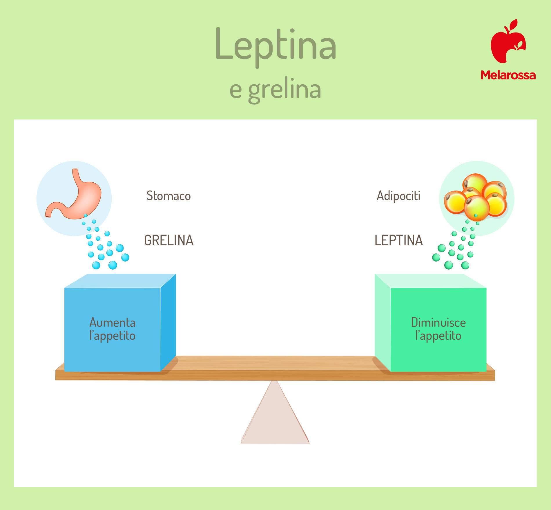 Leptina: che cos'è, legame con fame e obesità, valori normali e come stimolarla 2 differenza tra leptina e grelina