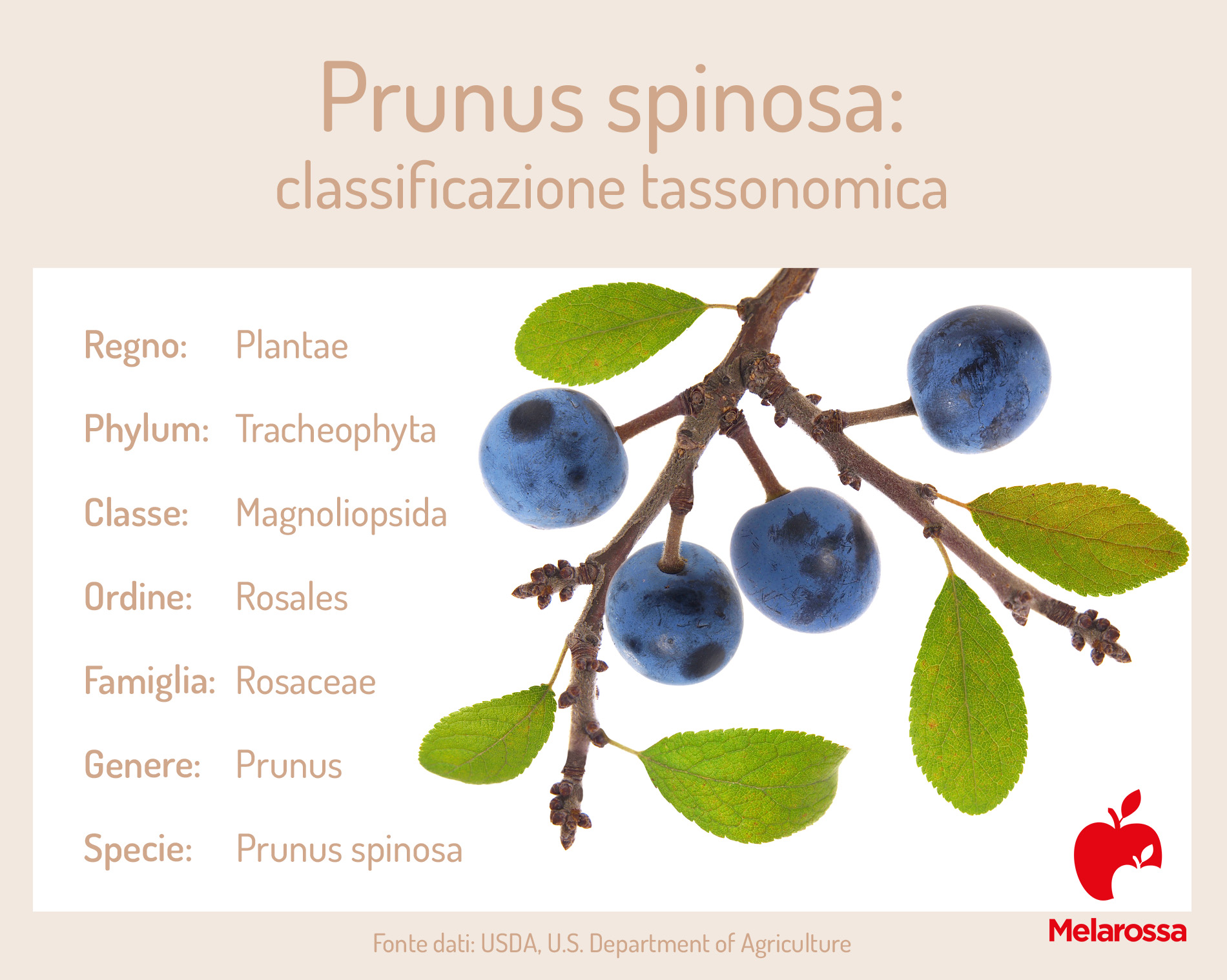 Prugnolo: che cos'è, proprietà e benefici, usi e ricette per fare il succo e il liquore 1 prugnolo: botanica