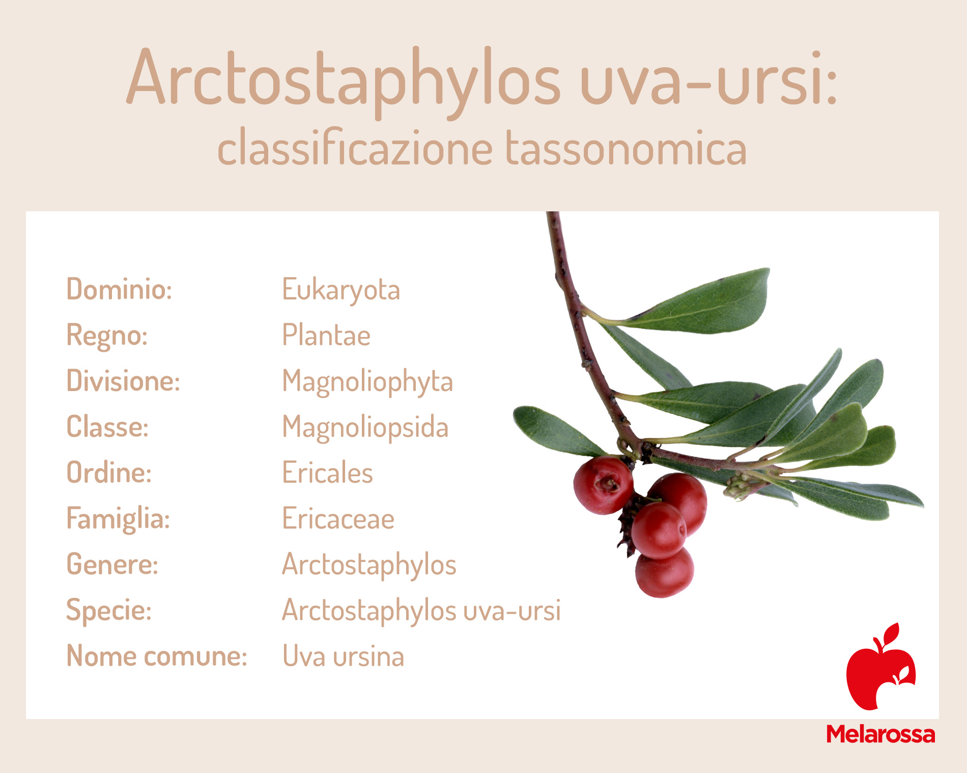 Uva ursina: che cos'è, proprietà, benefici e usi terapeutici 1 uva ursina: principi attivi