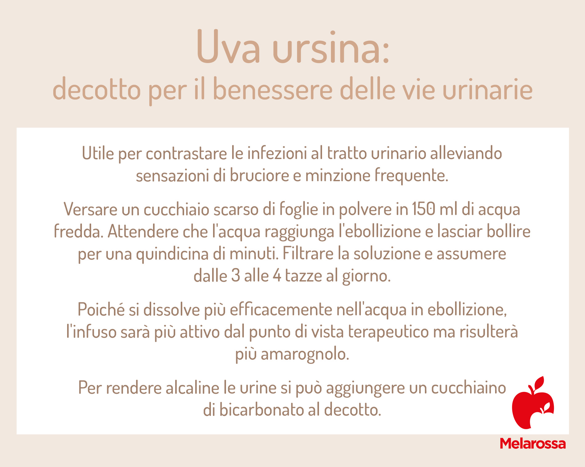 Uva ursina: che cos'è, proprietà, benefici e usi terapeutici 3 uva ursina: tisana per la cistite