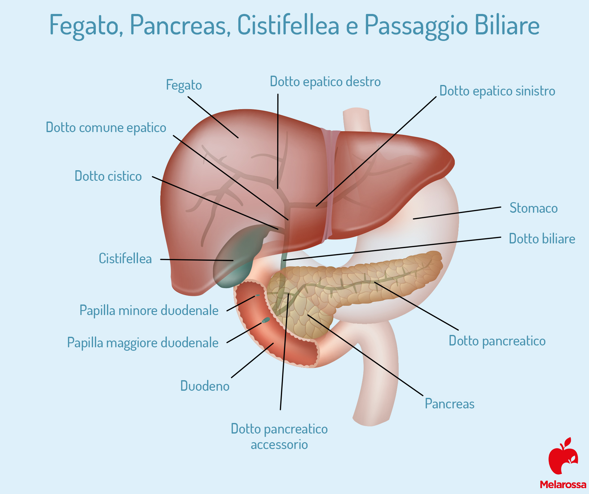 Cistifellea o colecisti: dove si trova e a cosa serve 2 cistifellea