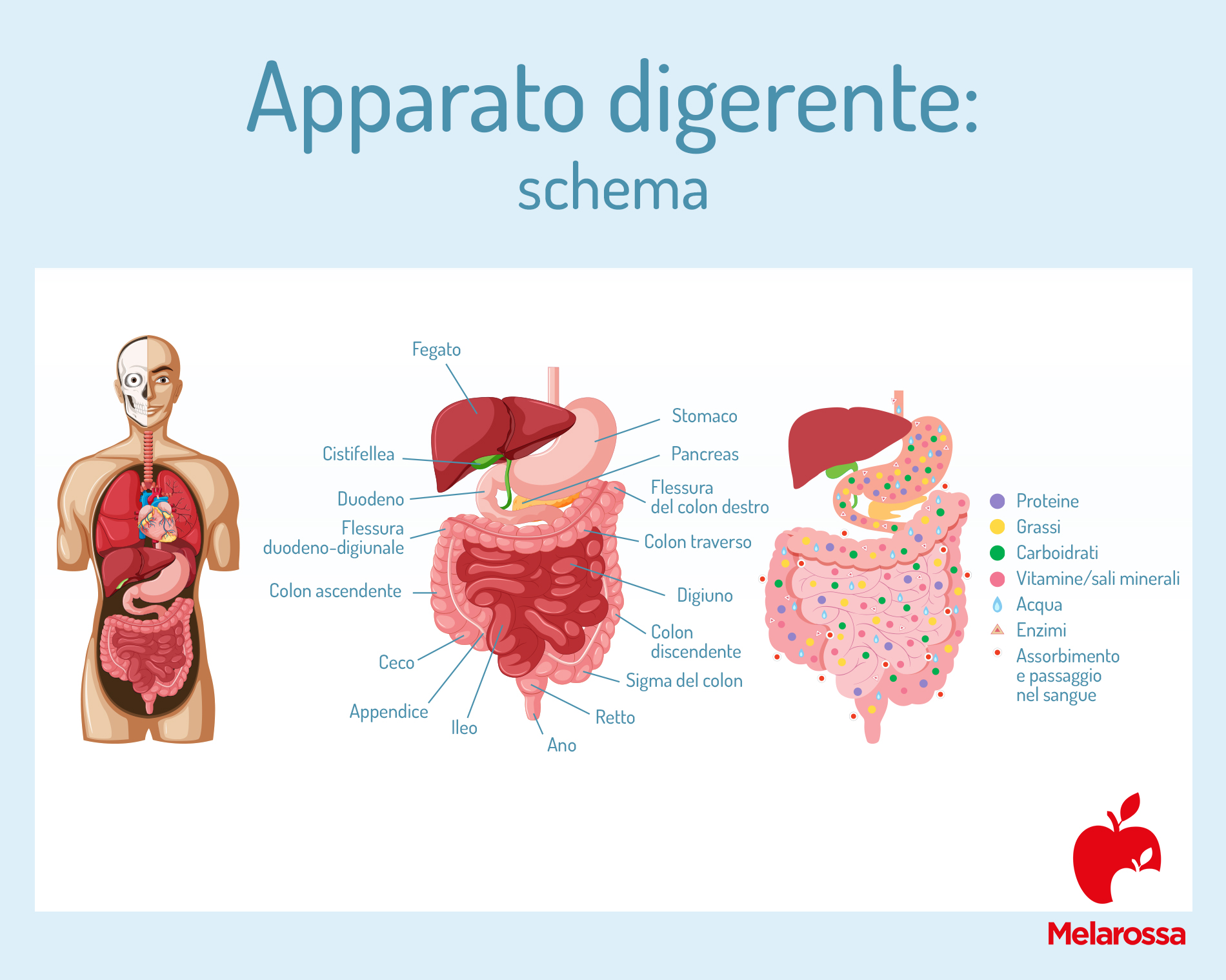 Digestione: come avviene, a cosa serve e come funziona l'apparato digerente 1 digestione: apparato digerente schema