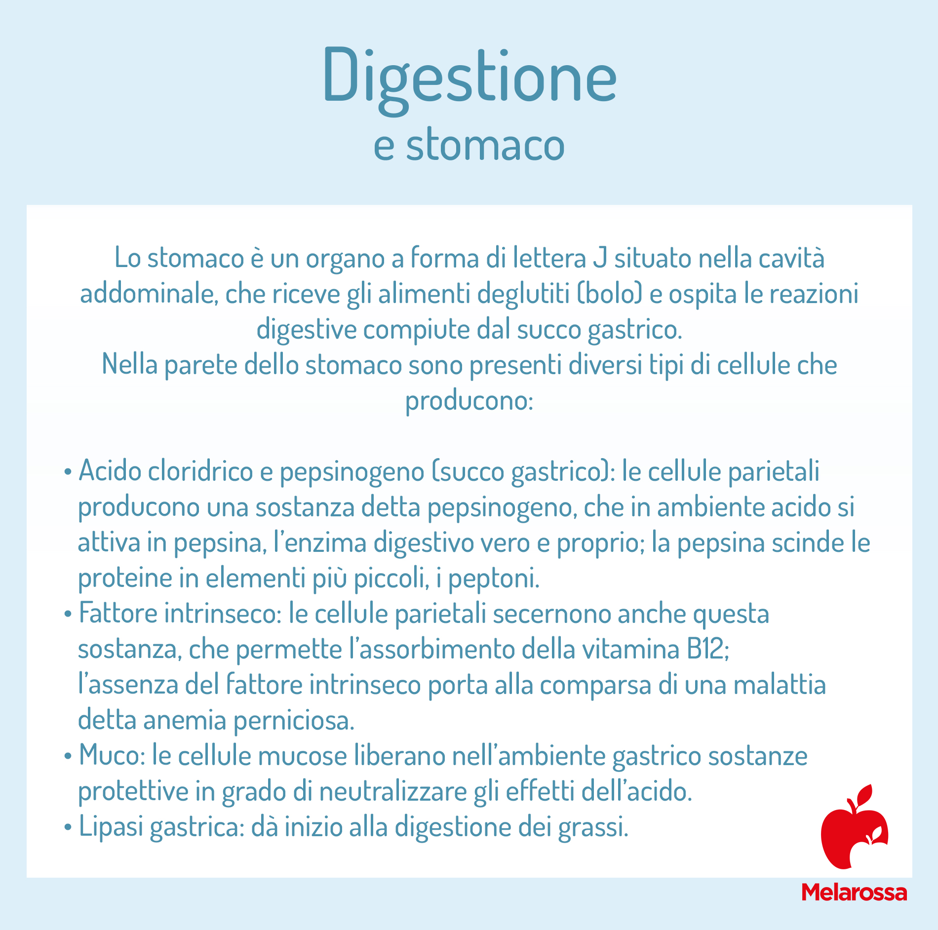 Digestione: come avviene, a cosa serve e come funziona l'apparato digerente 5 digestione: il ruolo dello stomaco