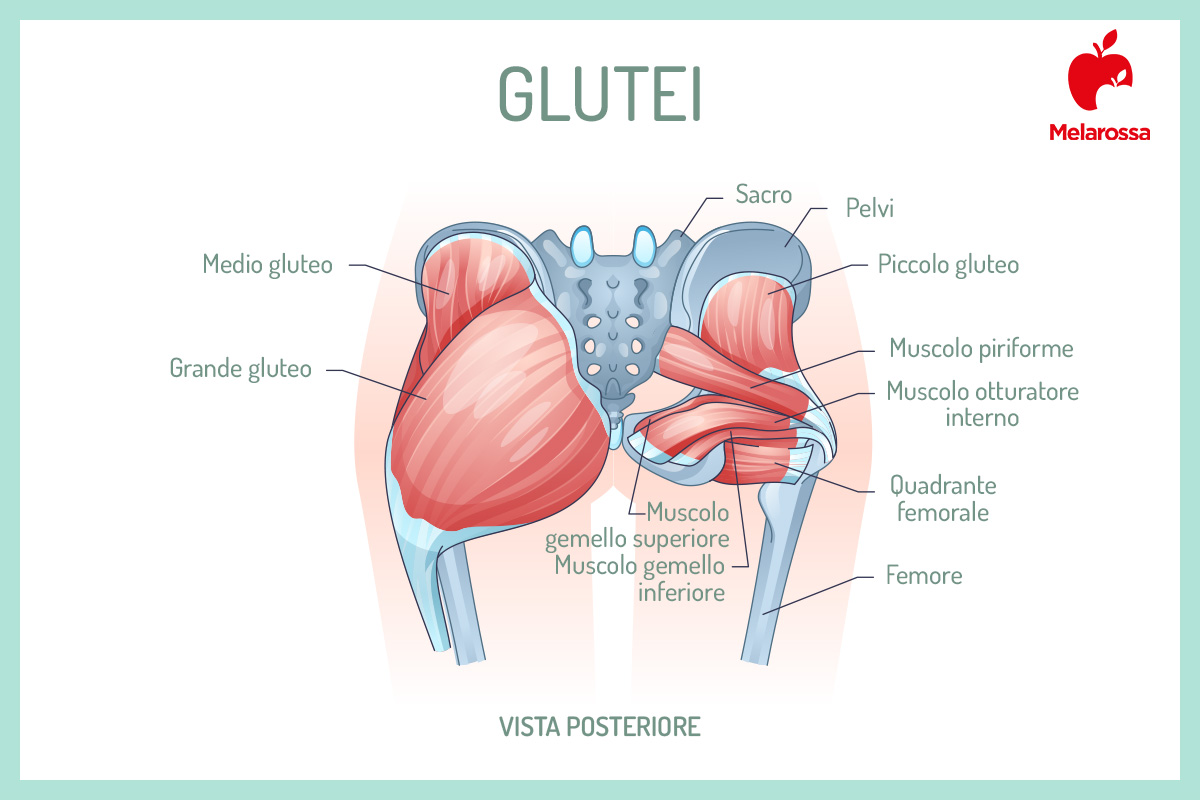 Esercizi glutei: il programma per tonificarli in 30 giorni 1 Grafica informativa sull'anatomia dei glutei con indicazione dei principali muscoli coinvolti negli esercizi glutei come grande gluteo, medio gluteo e piccolo gluteo