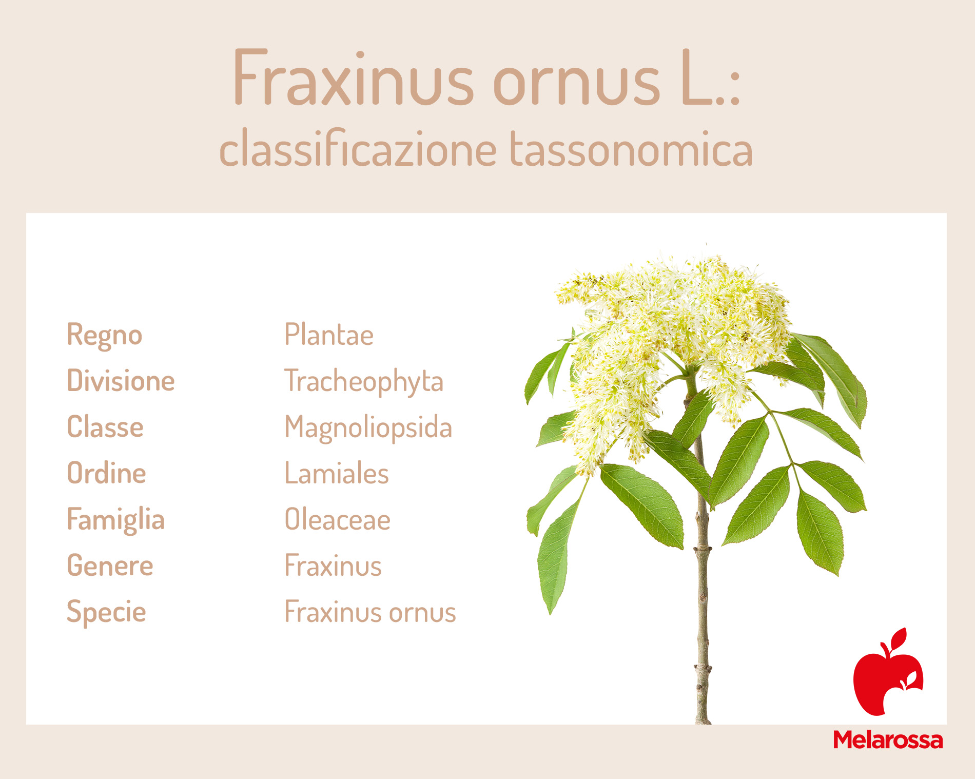 Manna: che cos'è, a cosa serve, proprietà e modalità d'uso del lassativo naturale 6 manna: botanica