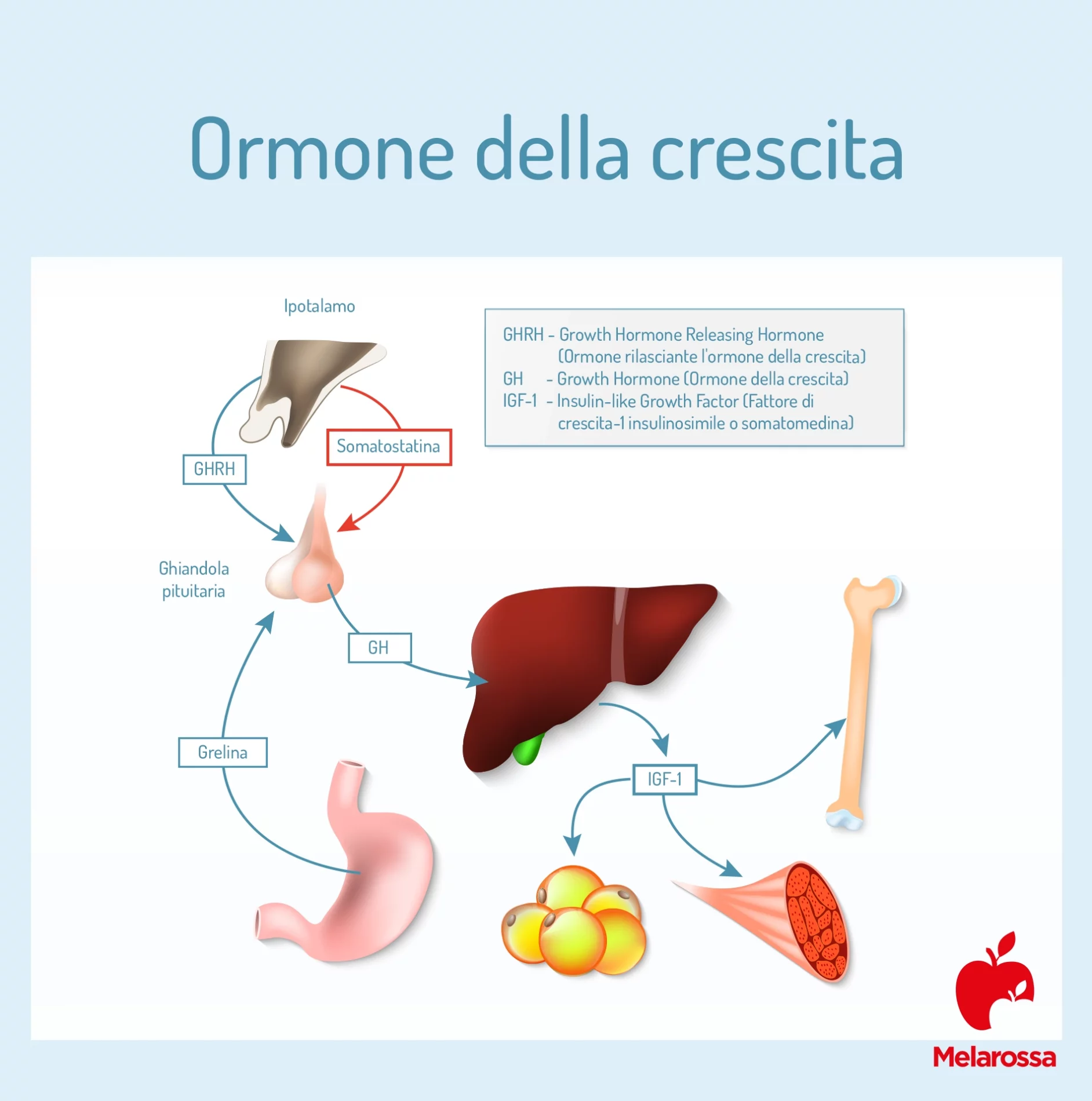 Ormone della crescita (GH o somatotropina): cos’è, come funziona e perché è importante 1 ormone della crescita : che cos'è