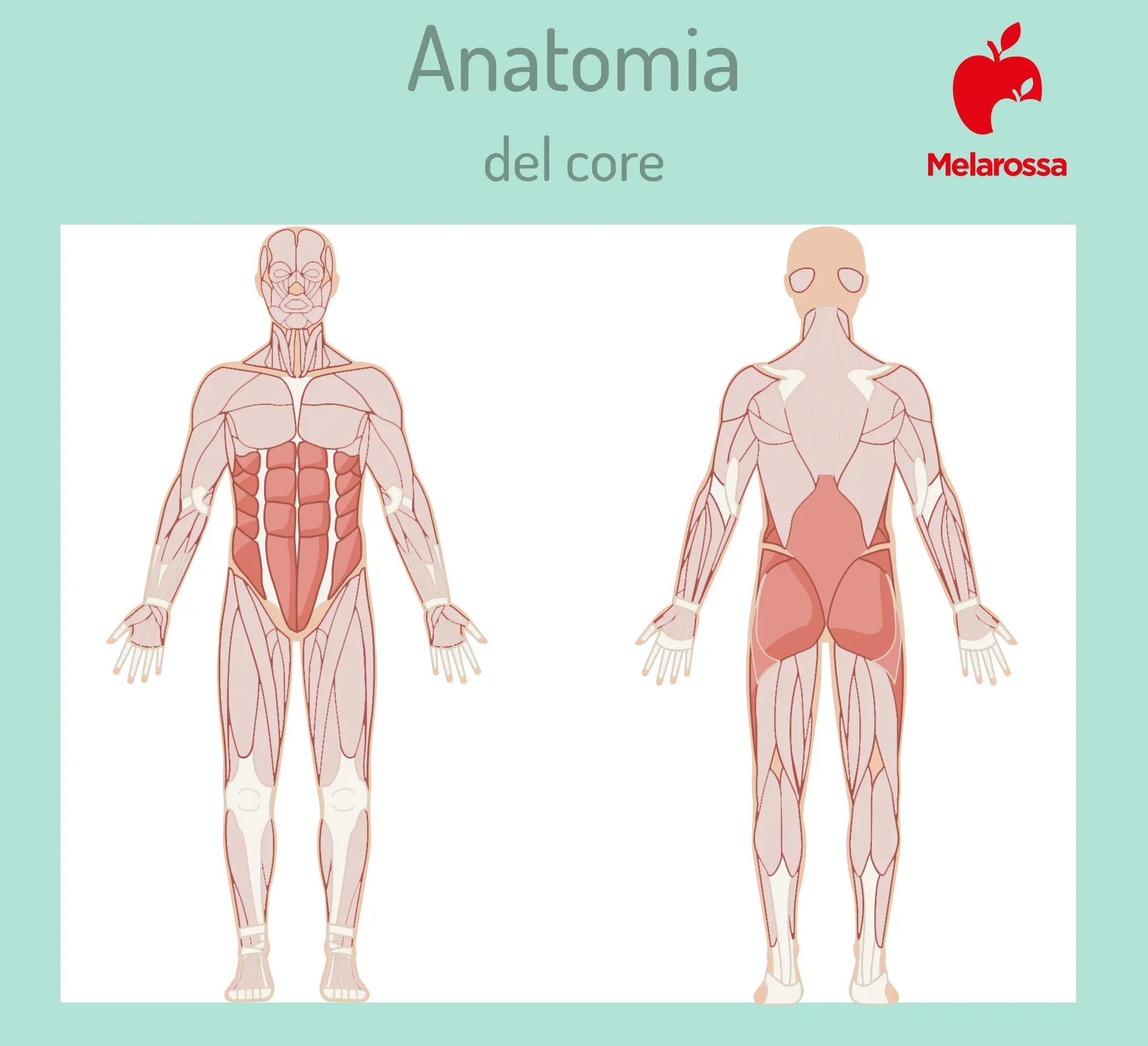 Core stability: cos’è, benefici, come allenarsi e i migliori esercizi per avere una pancia piatta 1 anatomia del core