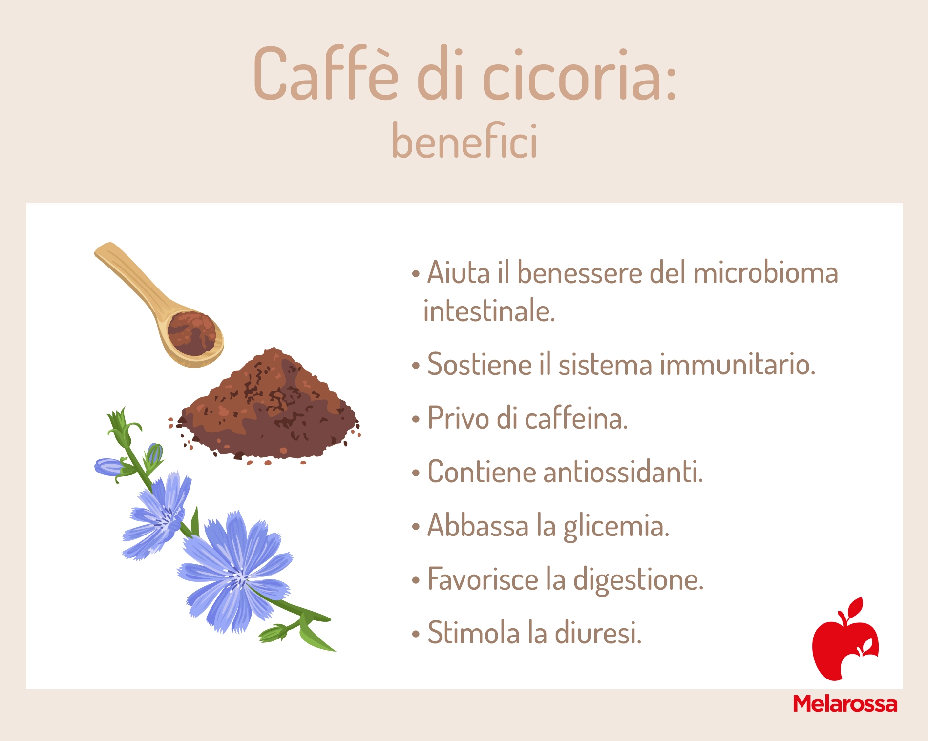 Caffè di cicoria: cos’è, proprietà e usi di una bevanda diversa dal caffè 1 caffè di cicoria: a cosa fa bene?