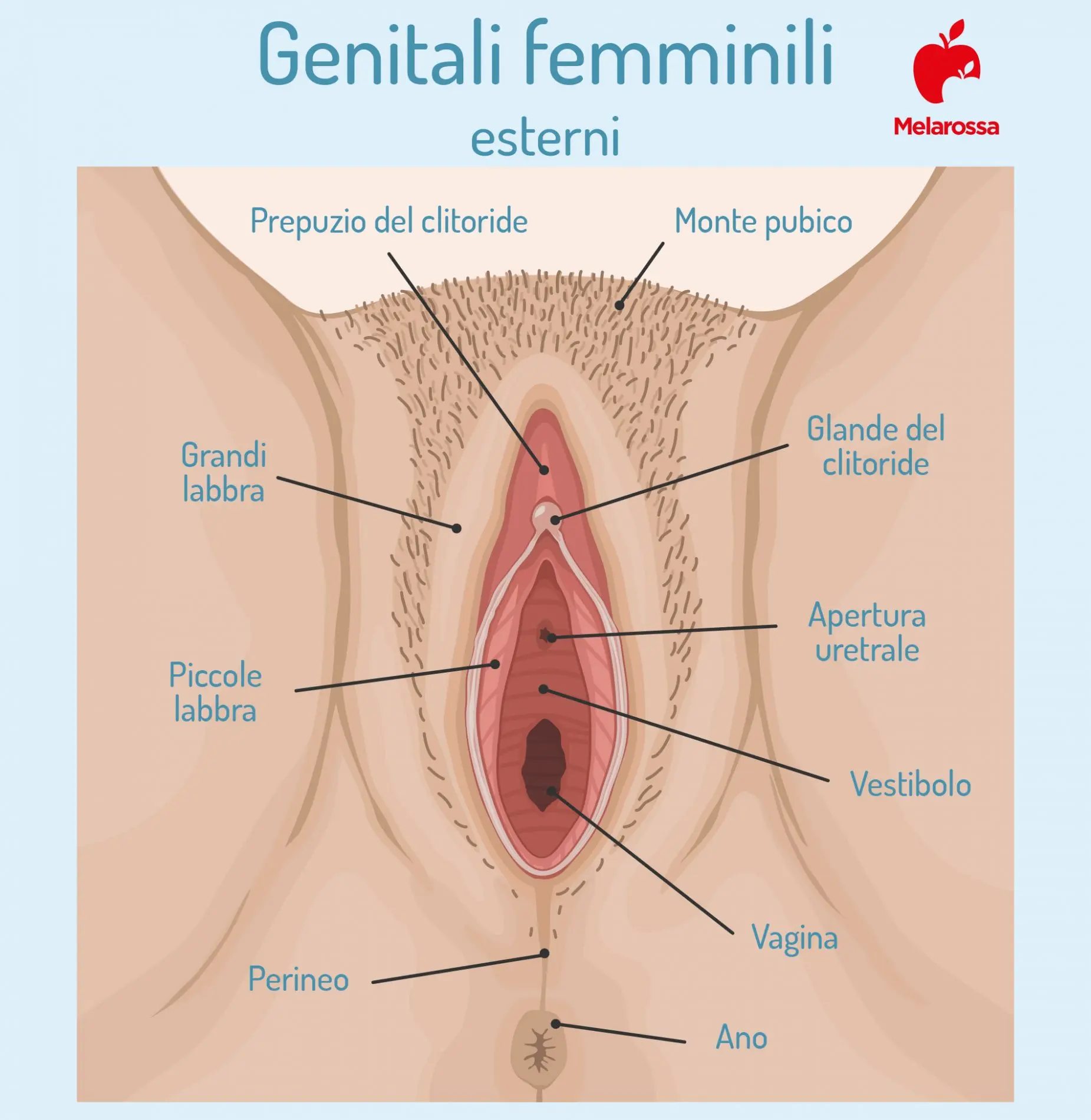 Perineo: cos’è, anatomia, funzioni, patologie, cure e prevenzione 1 anatomia del perineo