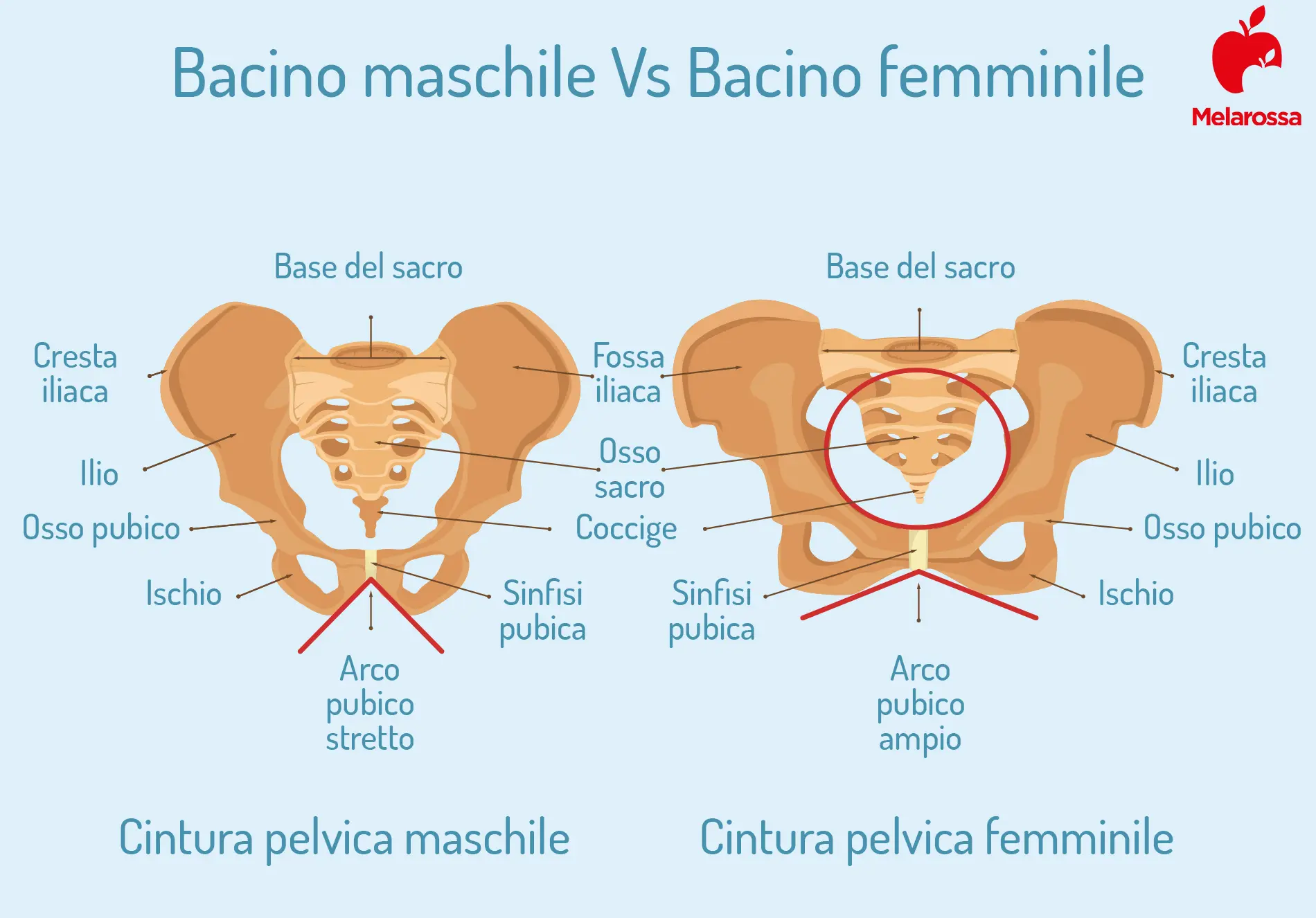 Perineo: cos’è, anatomia, funzioni, patologie, cure e prevenzione 2 perineo maschile e perineo maschile