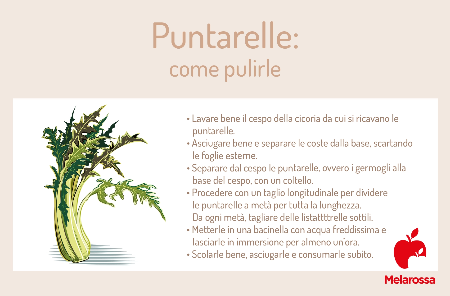 Puntarelle: cosa sono, benefici, valori nutrizionali, come pulirle e migliori ricette 3 puntarelle come pulirle 2