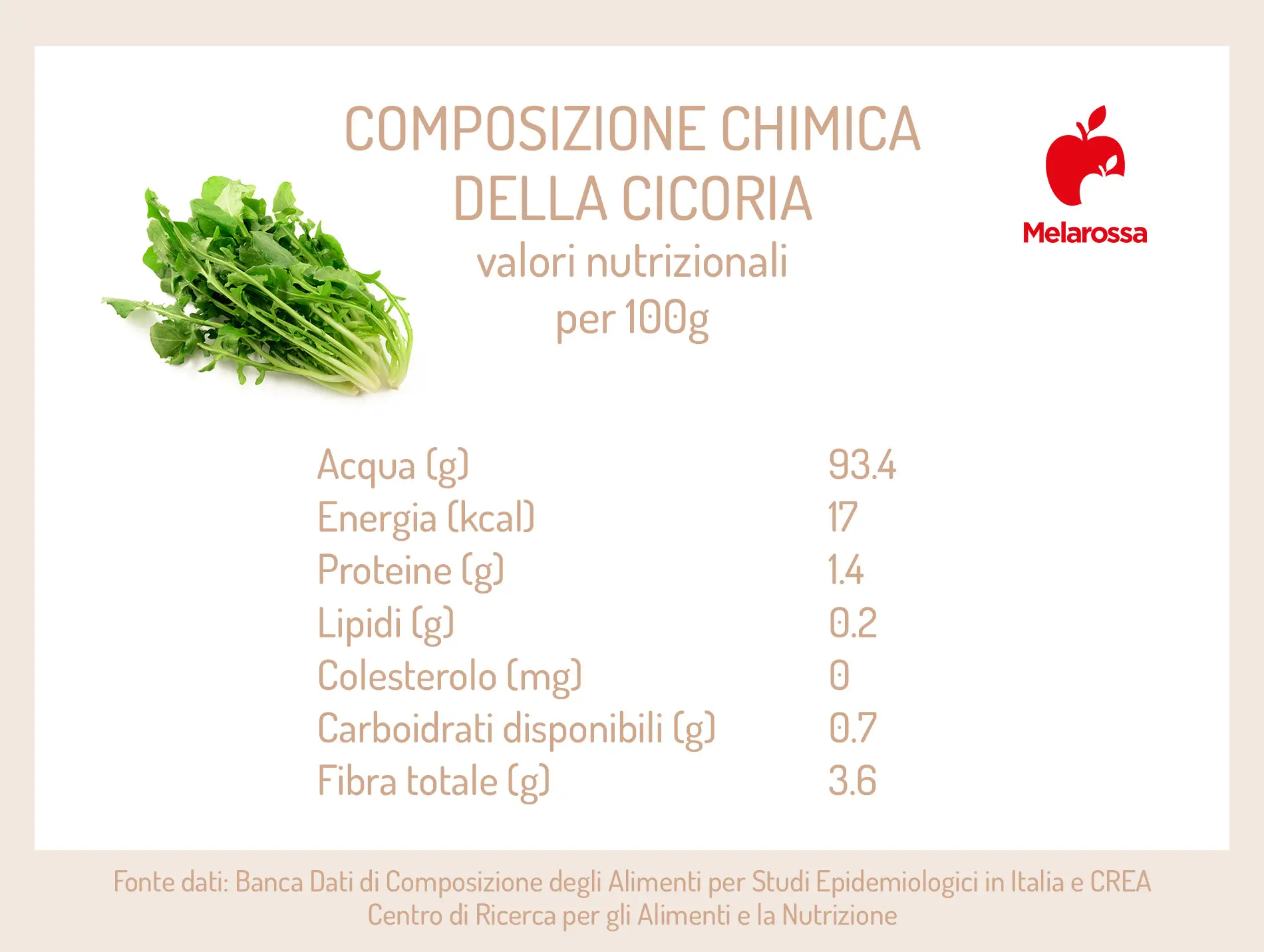 Proprietà della cicoria e le ricette più buone 1 cicoria: composizione chimica e calorie