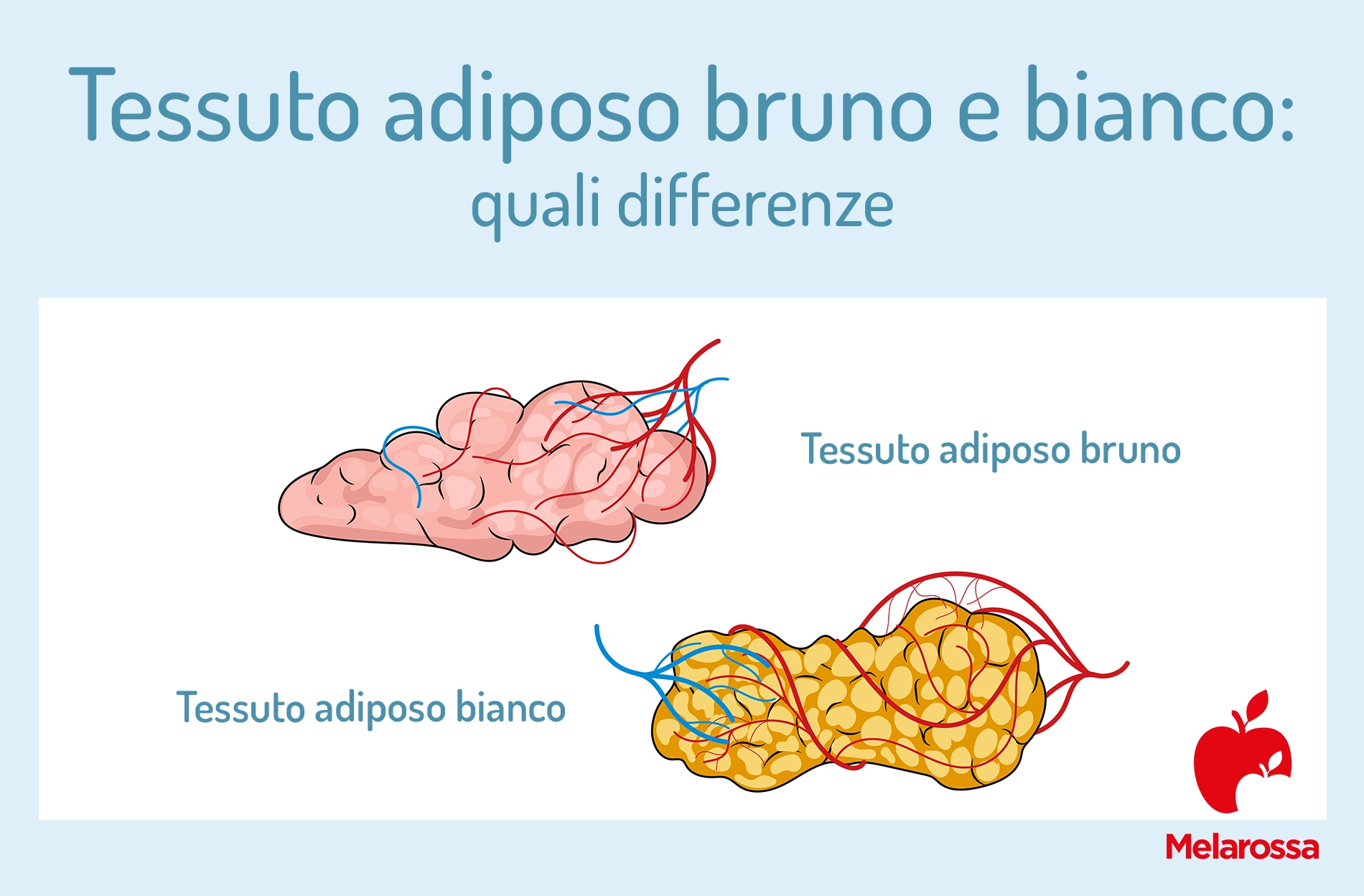 Tessuto adiposo: che cos'è, come si forma e come eliminarlo 1 tessuto adiposo bruno e bianco: differenze