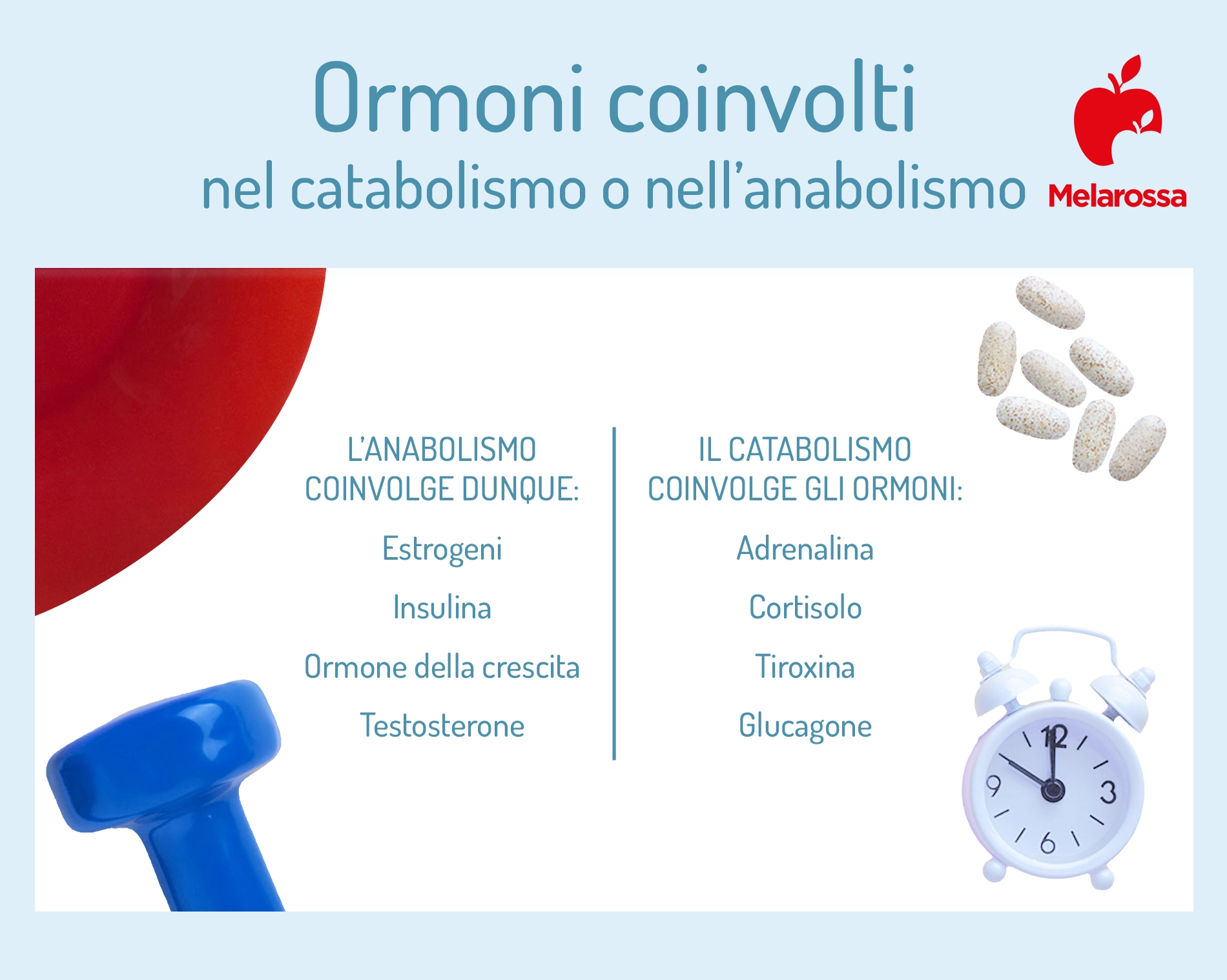 Catabolismo: cos'è, significato, differenza con anabolismo 1 una grafica sugli ormoni coinvolti nei processi metabolici