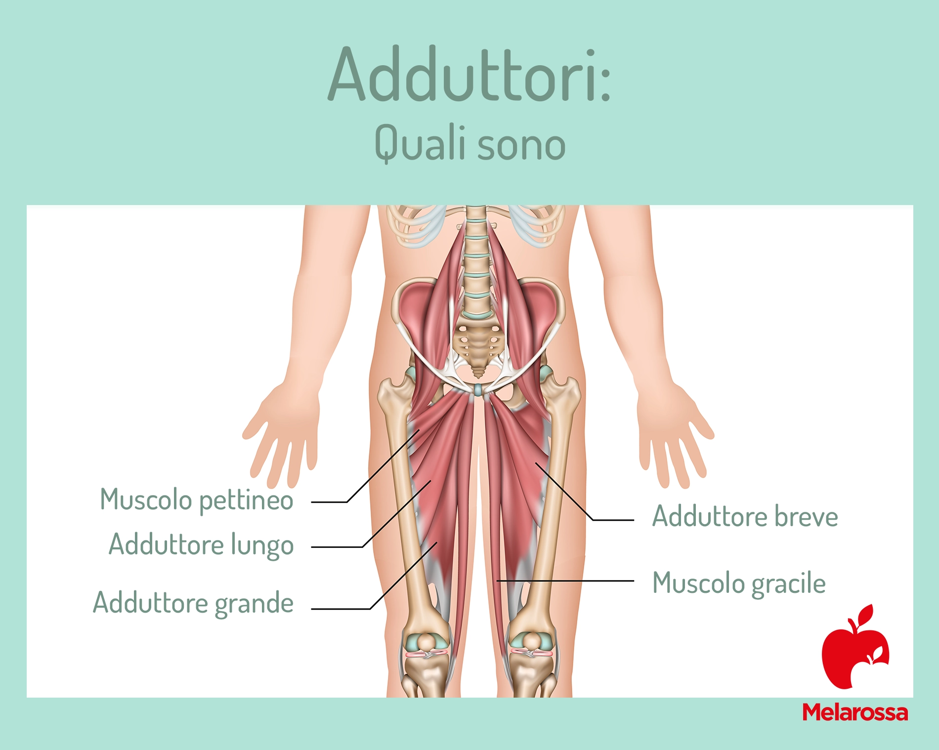 Adduttori: anatomia, a cosa servono, stretching ed esercizi 1 grafica con anatomia degli adduttori