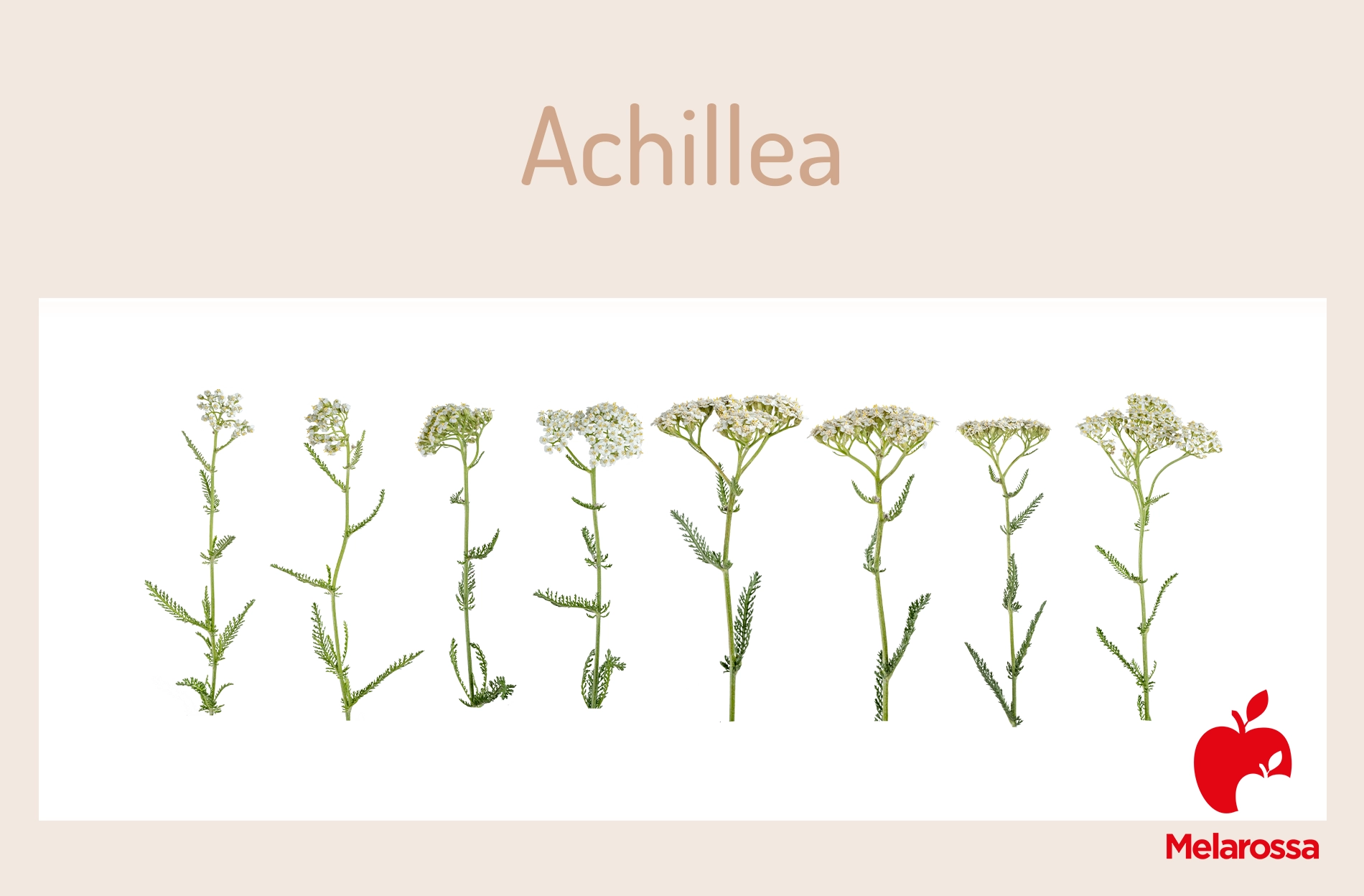 Achillea: che cos'è proprietà e benefici, usi 1 grafica con illustrazione che mostra la pianta di achillea