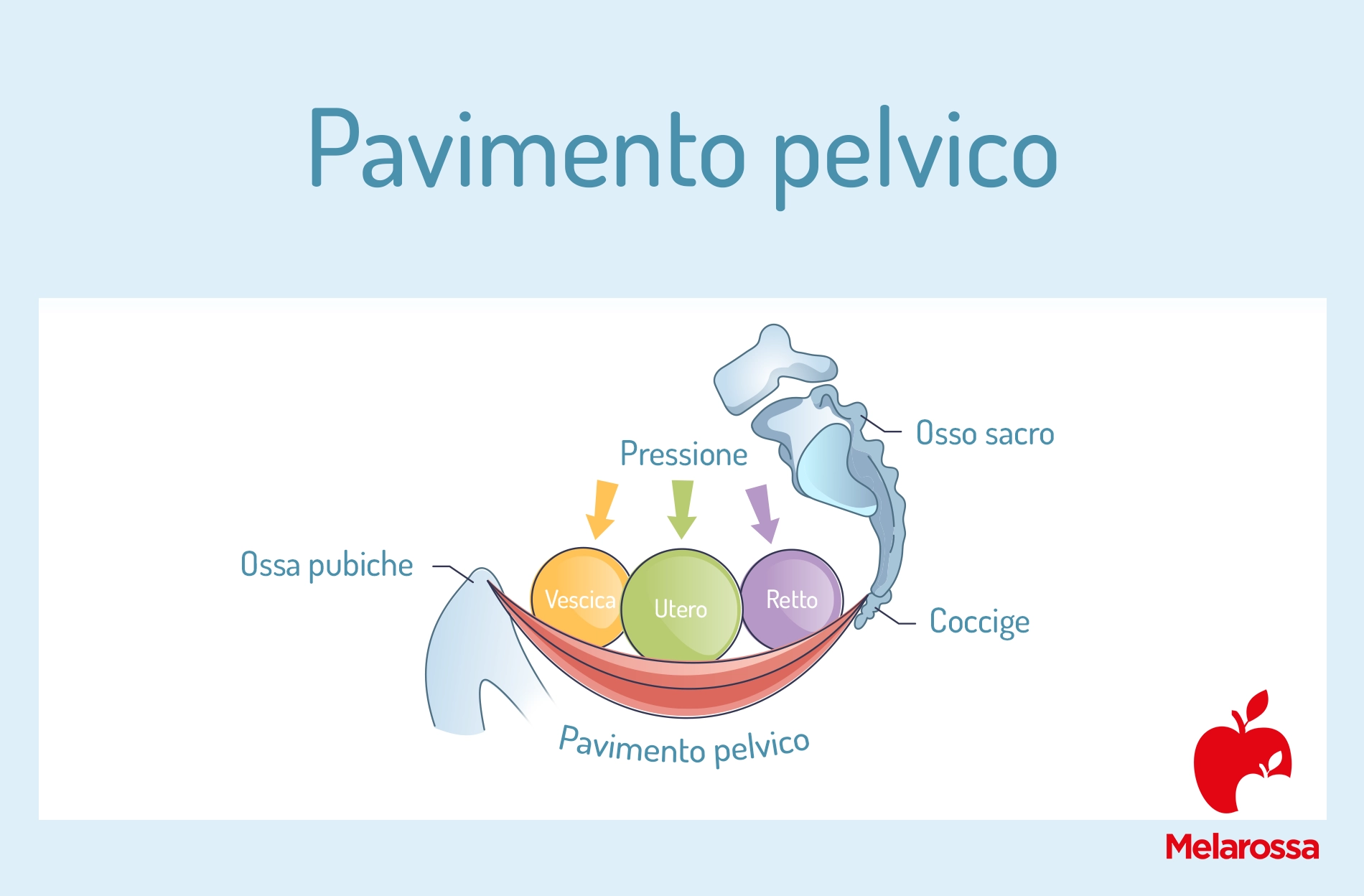 Pavimento pelvico: cos'è, perché è importante e come allenarlo 1 pavimento pelvico anatomia