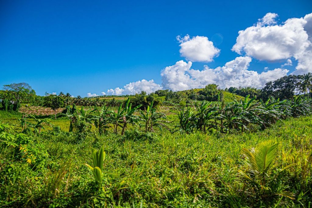 Alla scoperta dell'isola di Guadalupa 5 guadalupa vegetazione